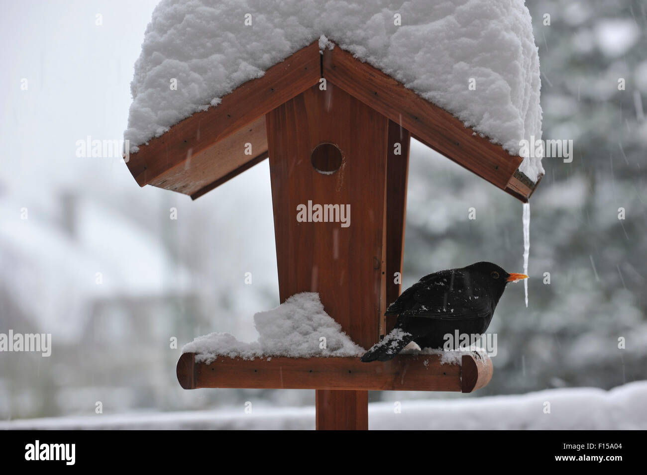 Männliche Amsel (Turdus Merula) auf Garten Vogelhäuschen / Futterhaus / Vogel Tisch im Schnee im Winter Stockfoto