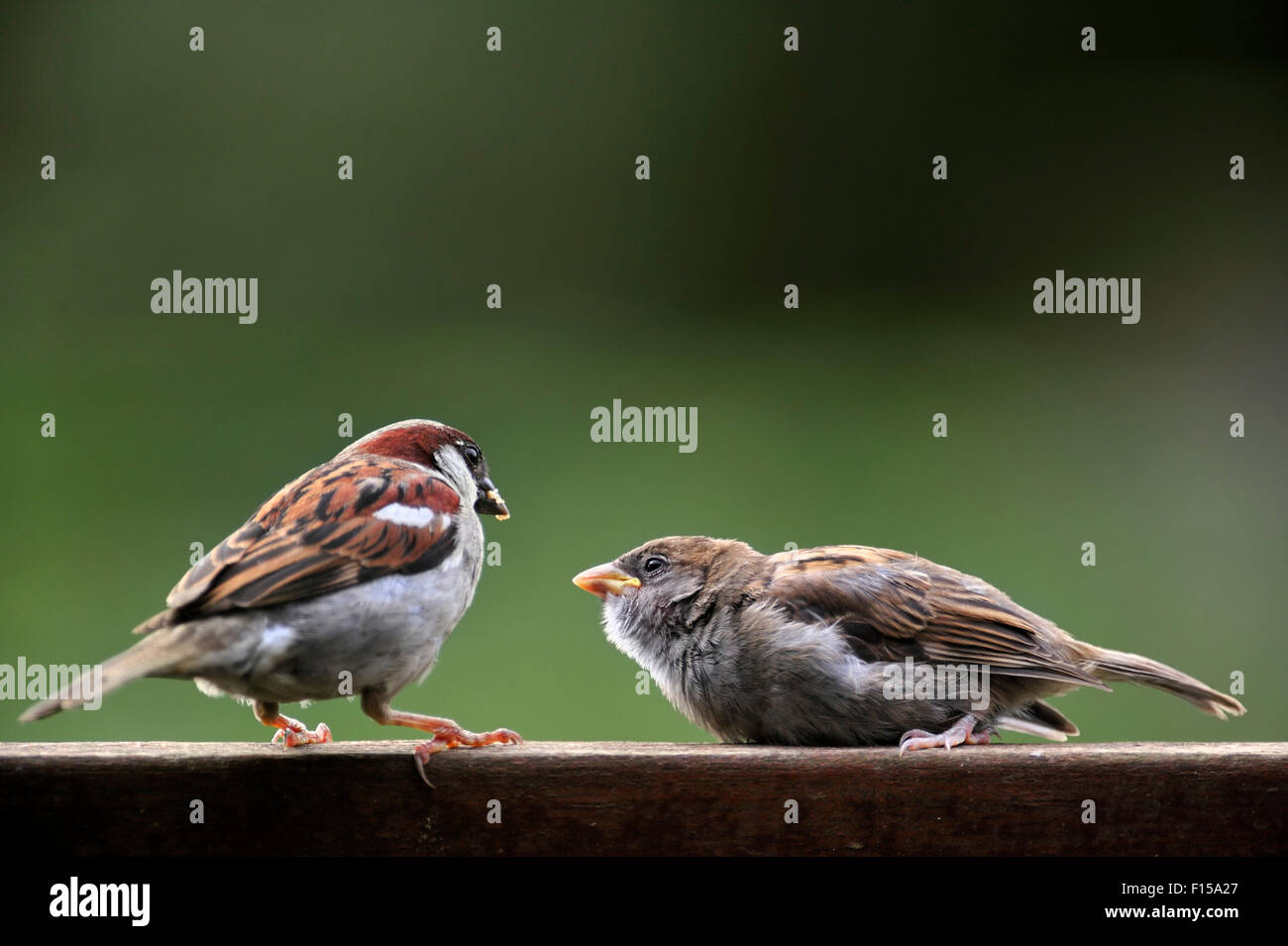 Männliche gemeinsame Spatz / Haus Spatz (Passer Domesticus) und bettelnden Jungen auf hölzernen Gartenzaun Stockfoto