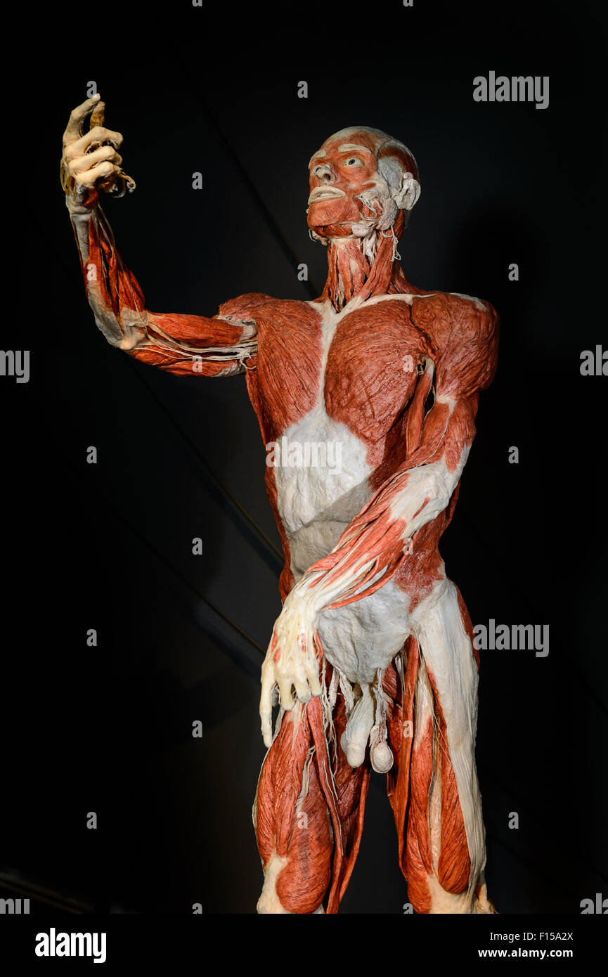 Berlin, Deutschland, das Plastinat Autopsie Körper von Gunther von Hagens Stockfoto
