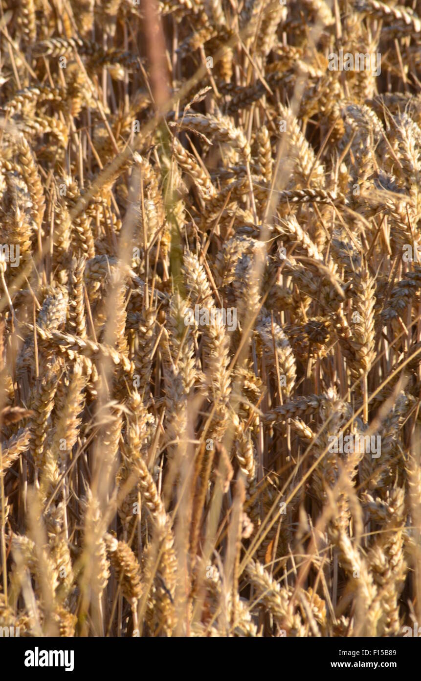 Getreide, England Stockfoto