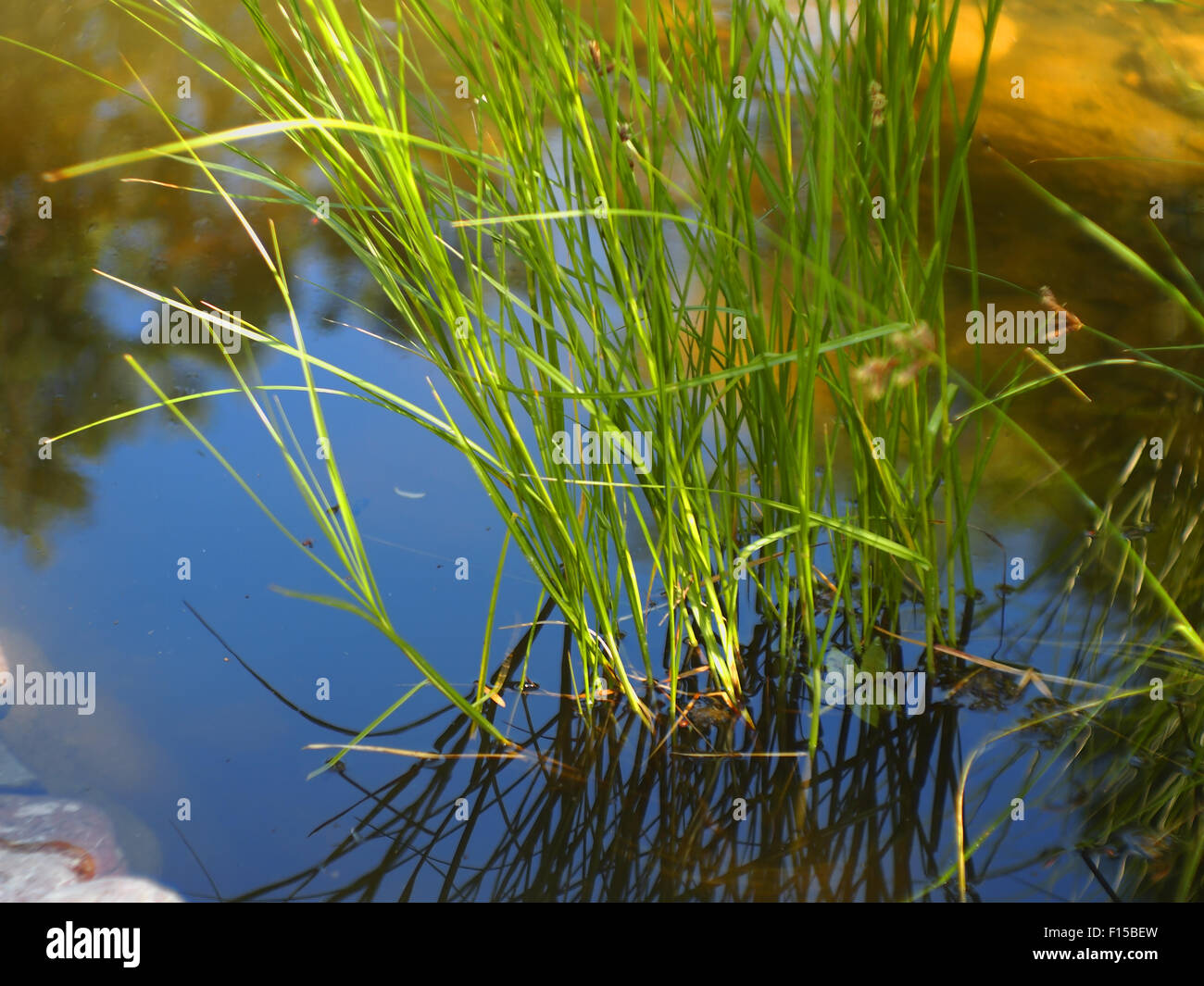 Wasser-Schilf wächst aus dem Wasser in den Teich, mit geringer Tiefe des Fokus mit einem unscharfen Hintergrund Stockfoto