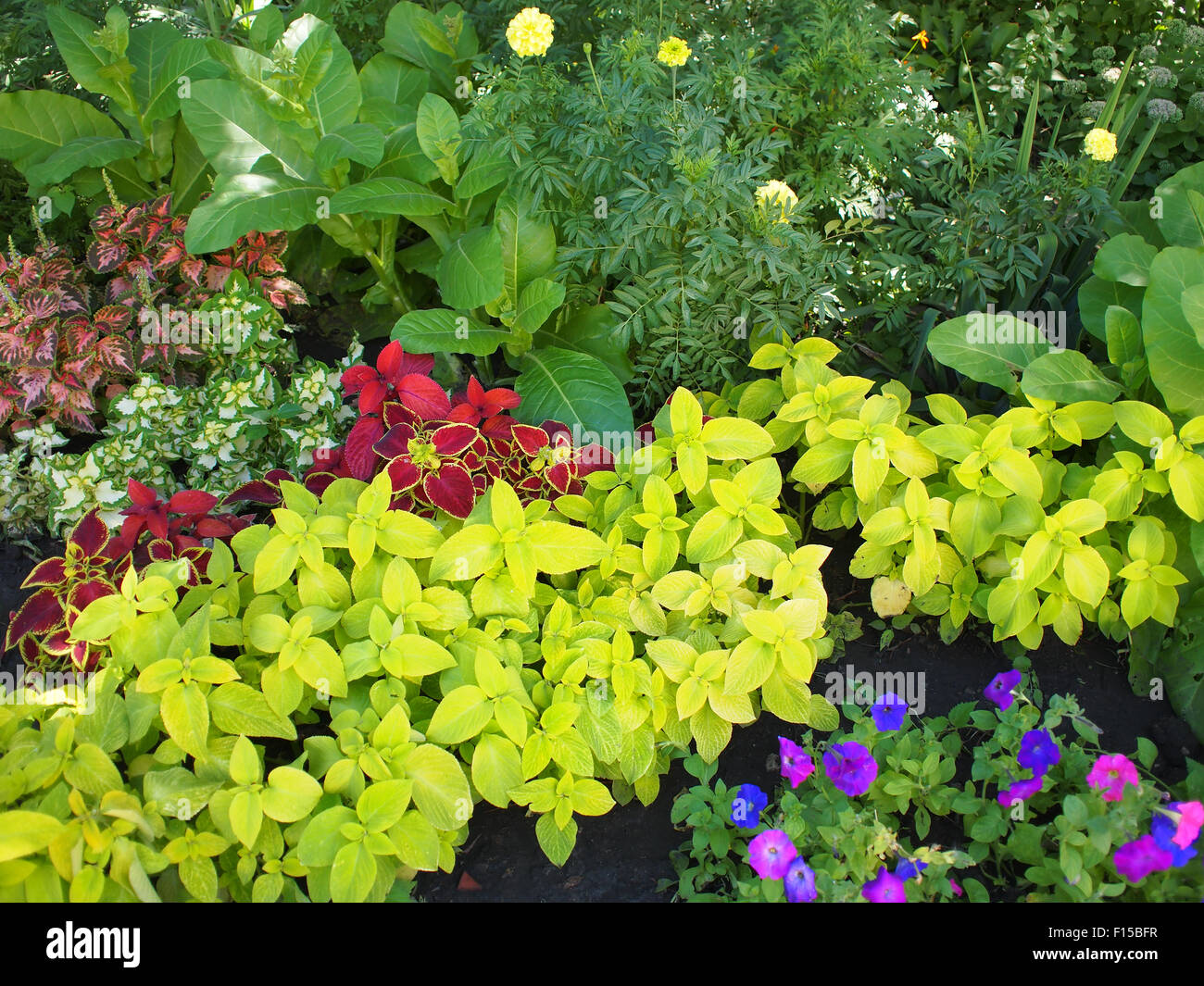 Draufsicht der bunte und farbenfrohe Blumenbeet mit verschiedenen Arten von Blumen und Pflanzen Stockfoto