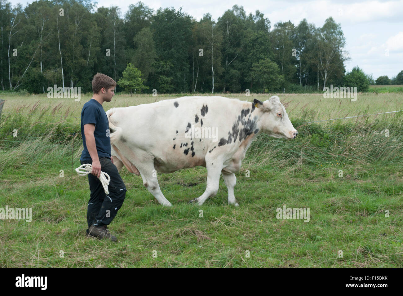 Trebel, Deutschland, ist eine Milchkuh aus Weide gebracht, Stockfoto