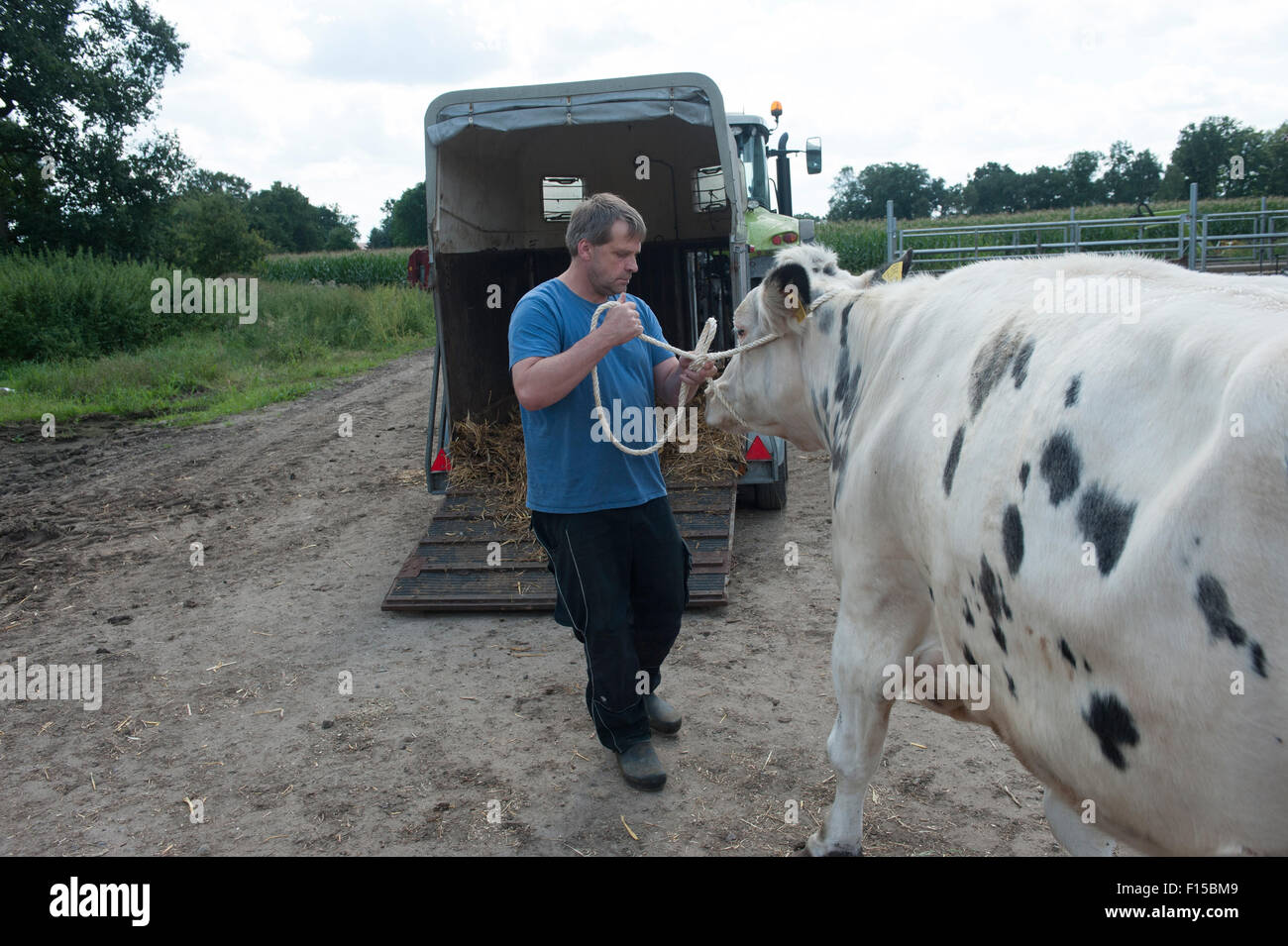 Trebel, Deutschland, wird eine Milchkuh in eine Pferdeanhaenger gebracht. Stockfoto