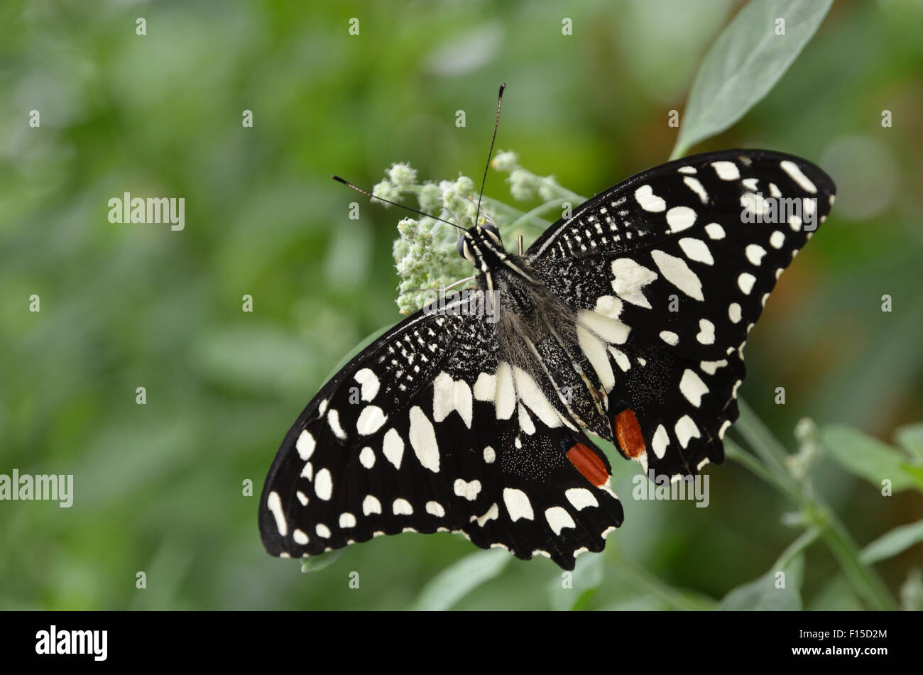 Gemeinsamen Kalk Schmetterling, Schmetterling Zitrone, Kalk Schwalbenschwanz Papilio demoleus Stockfoto