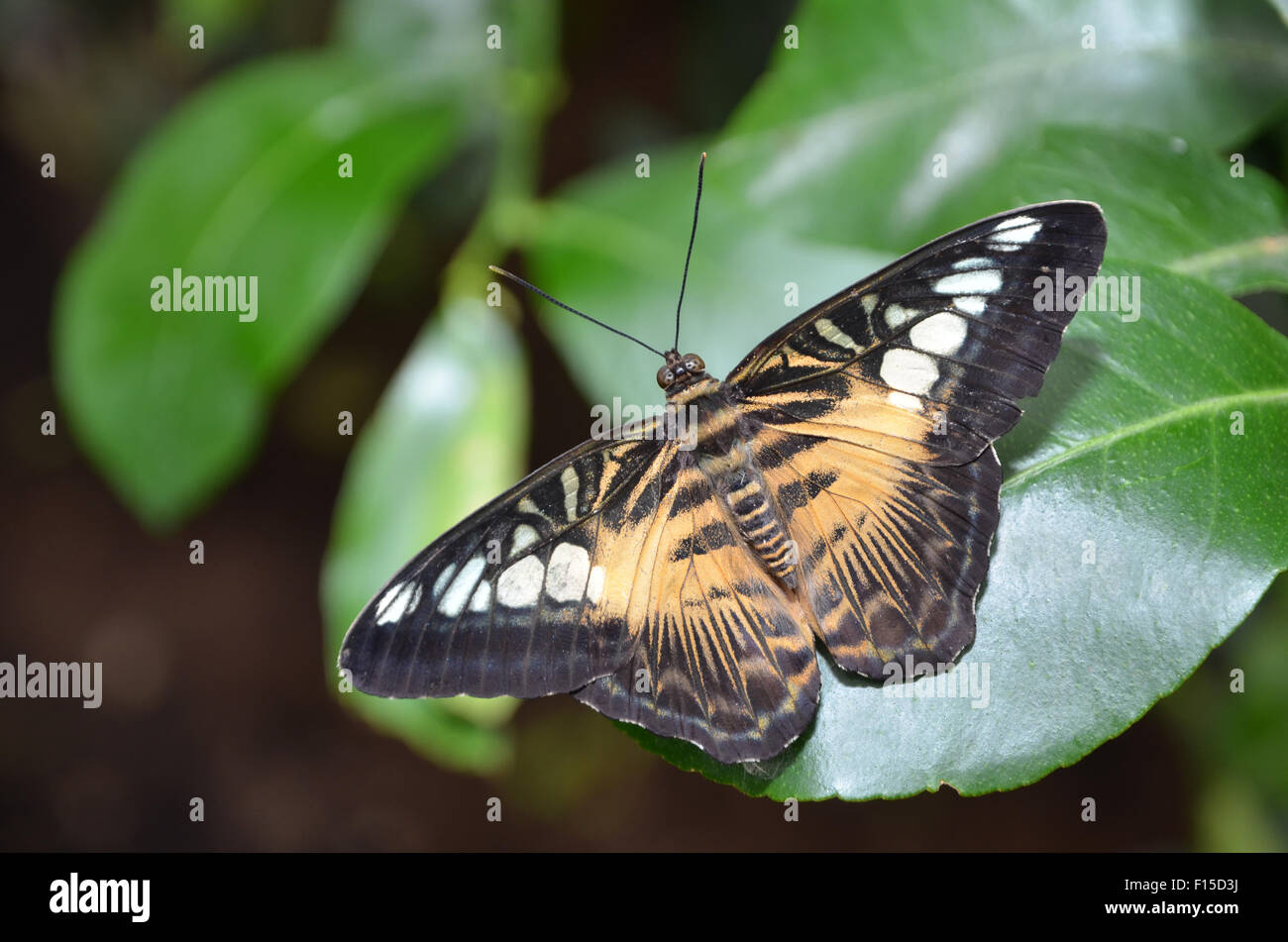 Parthenos Sylvia Brown Clipper Schmetterling Stockfoto