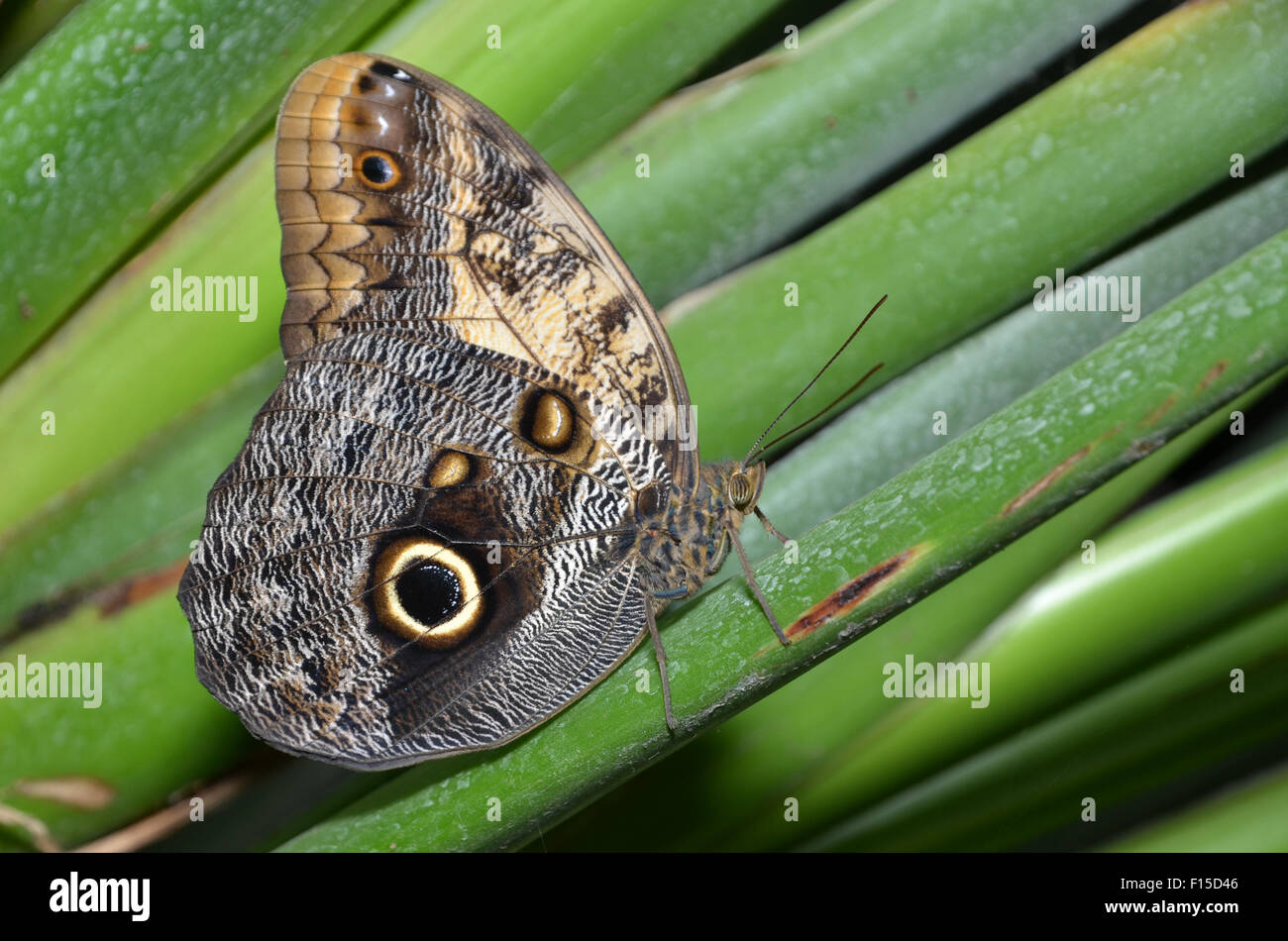 Butterfly Blue Morpho, Morpho peleides Stockfoto