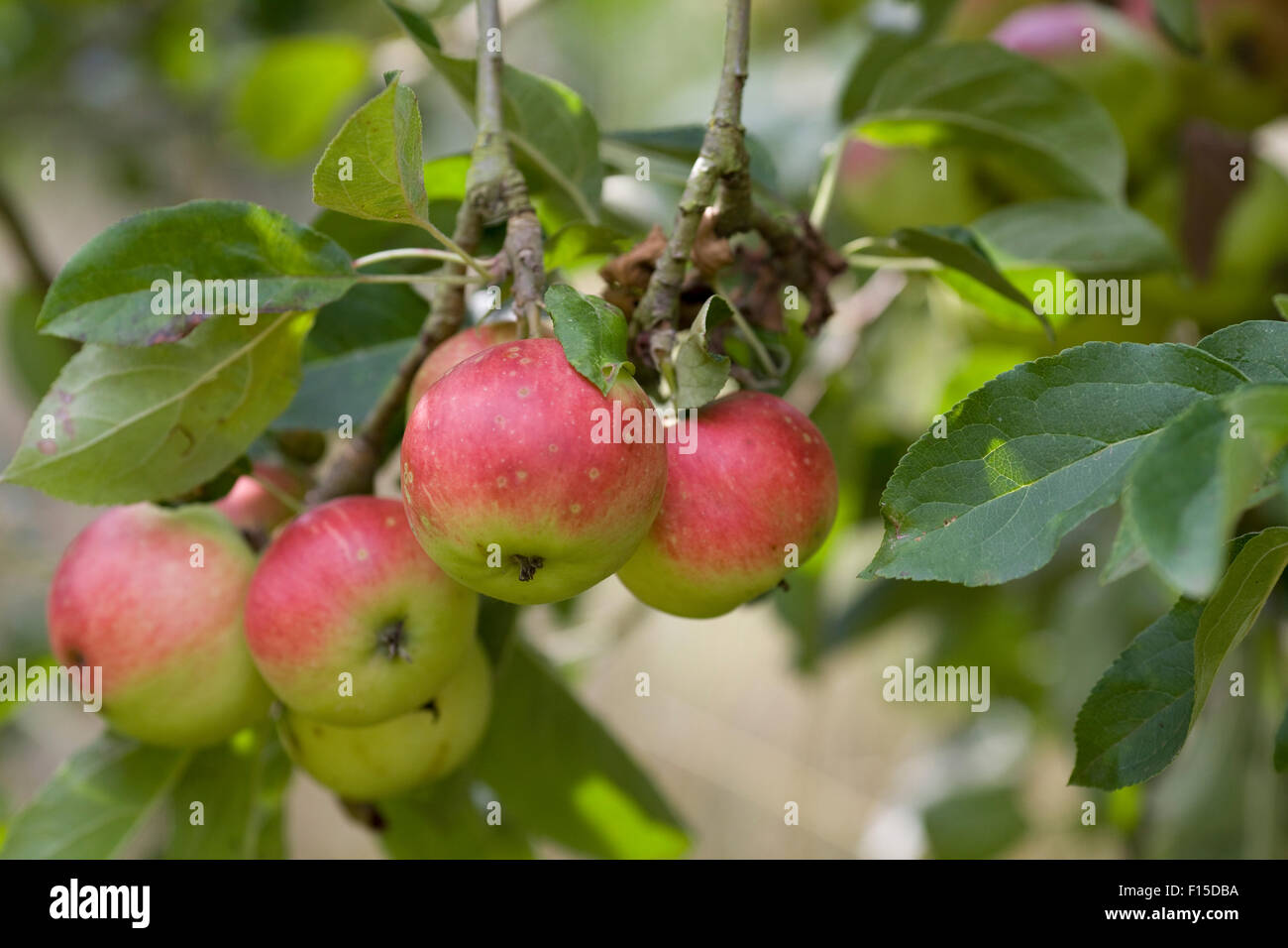 Malus Domestica. Äpfel wachsen in einem englischen Obstgarten Stockfoto