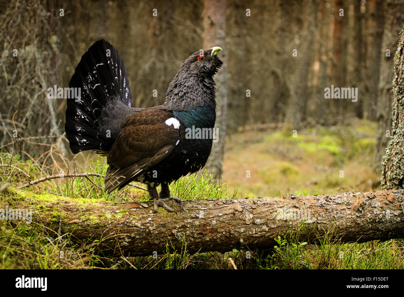 Western Capercaillie (at Urogallus) unter den Wald stand auf einen umgestürzten Baum. Highlands, Schottland Stockfoto