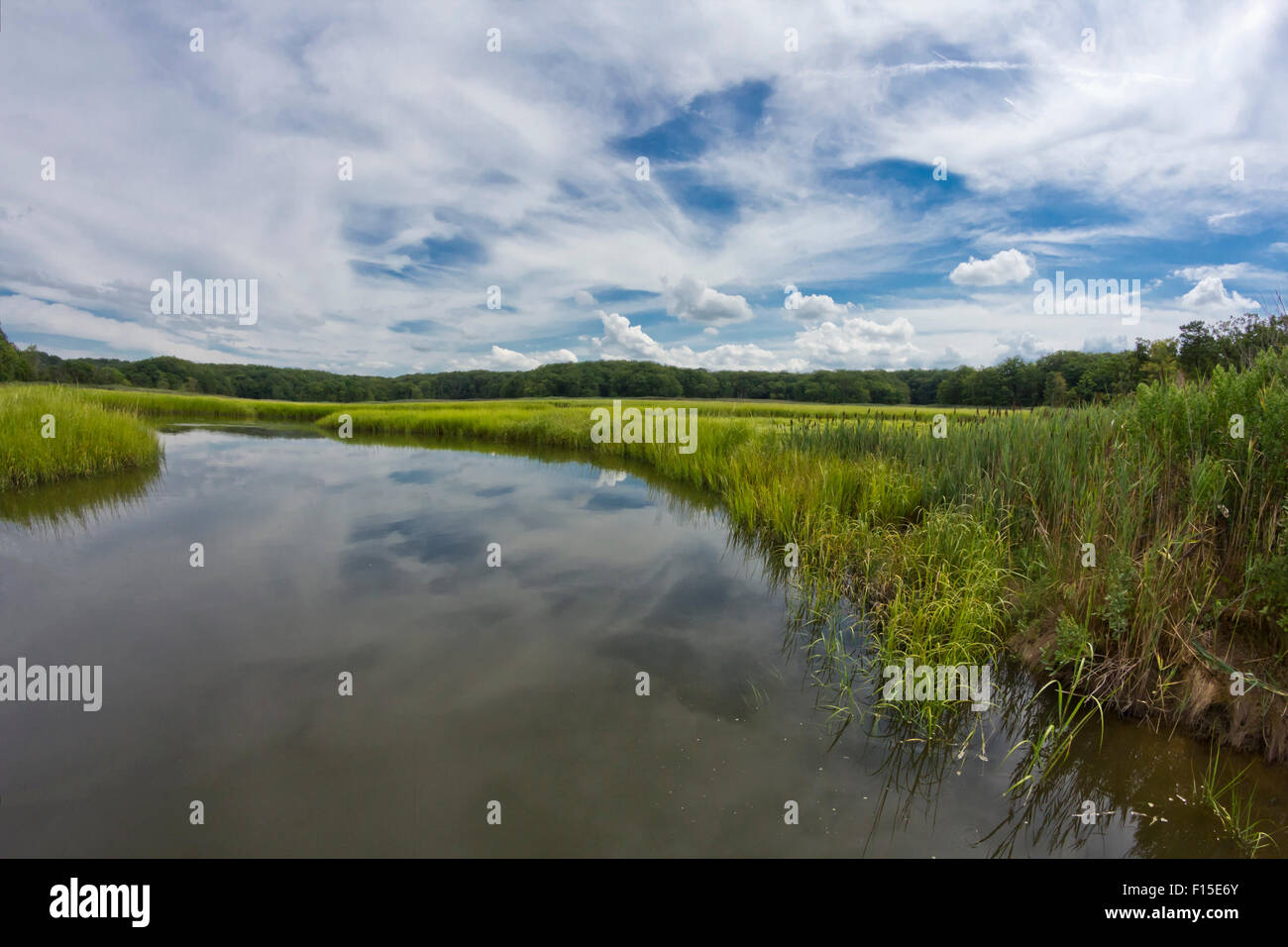 Sumpf Sumpf Naturlandschaft an einem hellen Sommertag Stockfoto