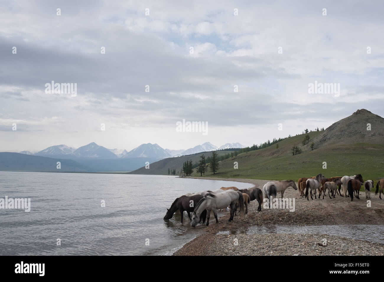 Pferde trinken aus einem See. Mongolische Pferde am See Hovsgol. Stockfoto
