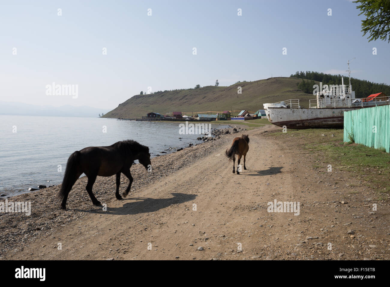 Pferde trinken aus einem See. Mongolische Pferde am See Hovsgol. Stockfoto