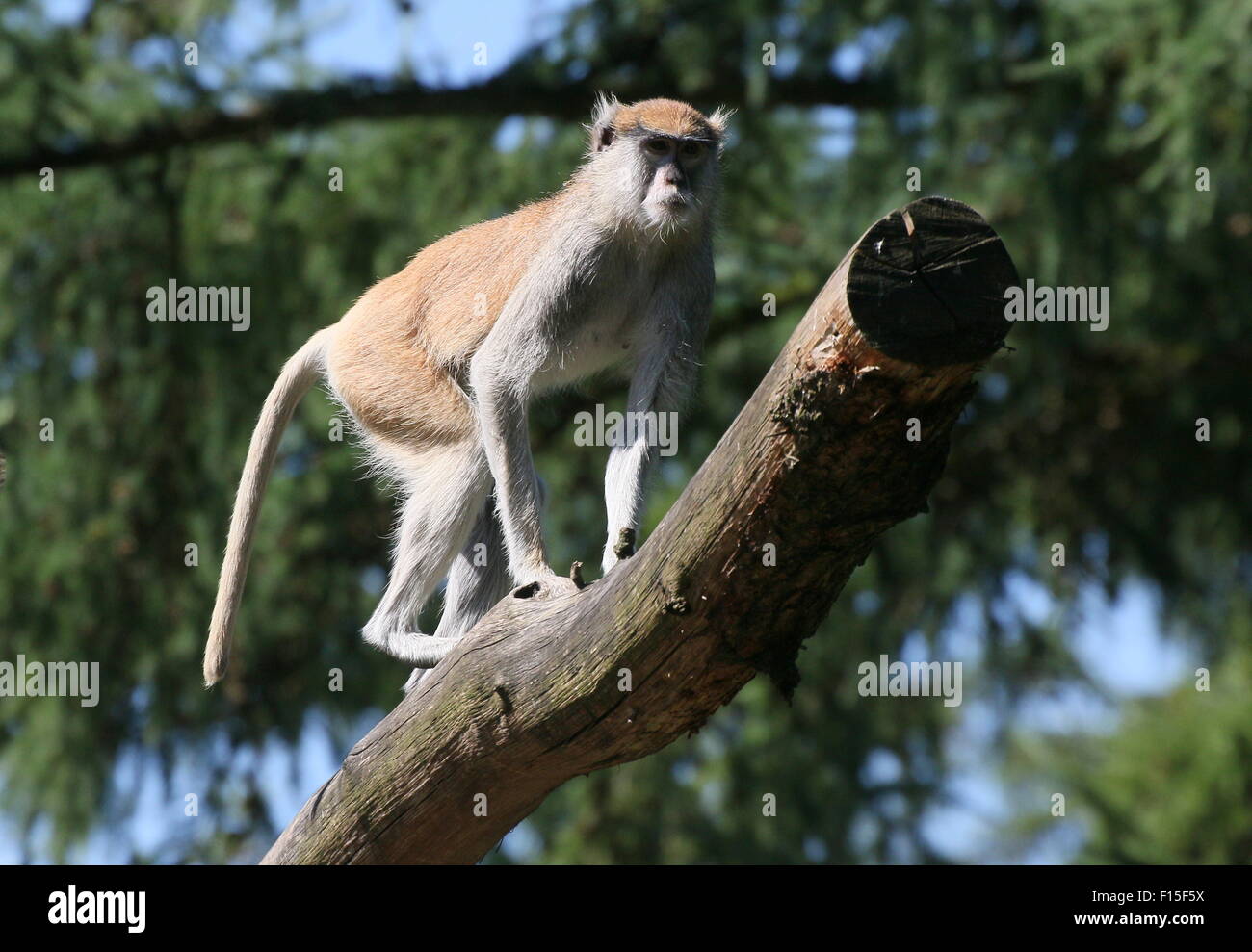 Afrikanische Patas Affe (Erythrocebus Patas) Kletterbaum, a.k.a. Husaren oder Wadi Affe Stockfoto