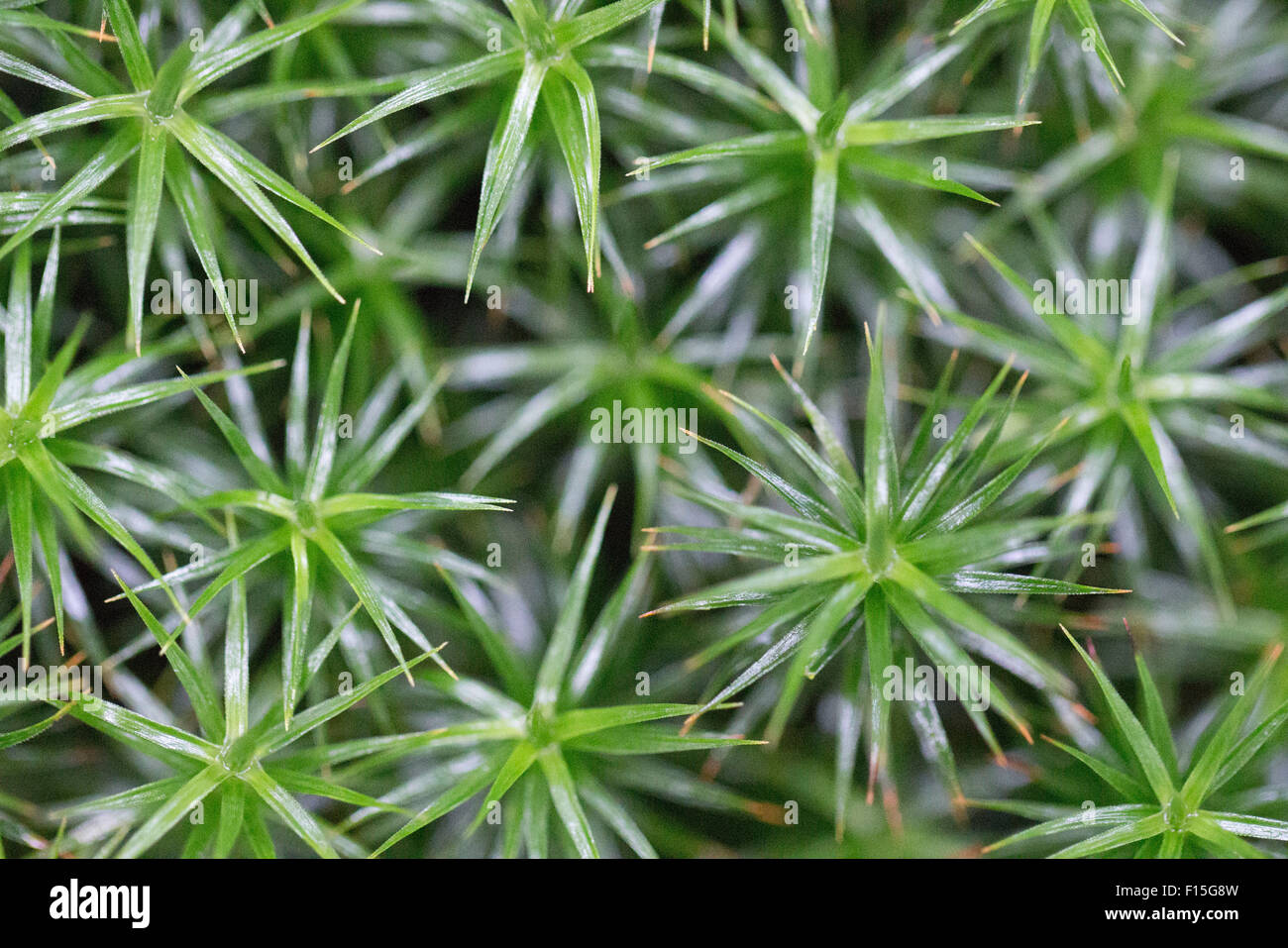 Wald-Moos-Nahaufnahme Stockfoto