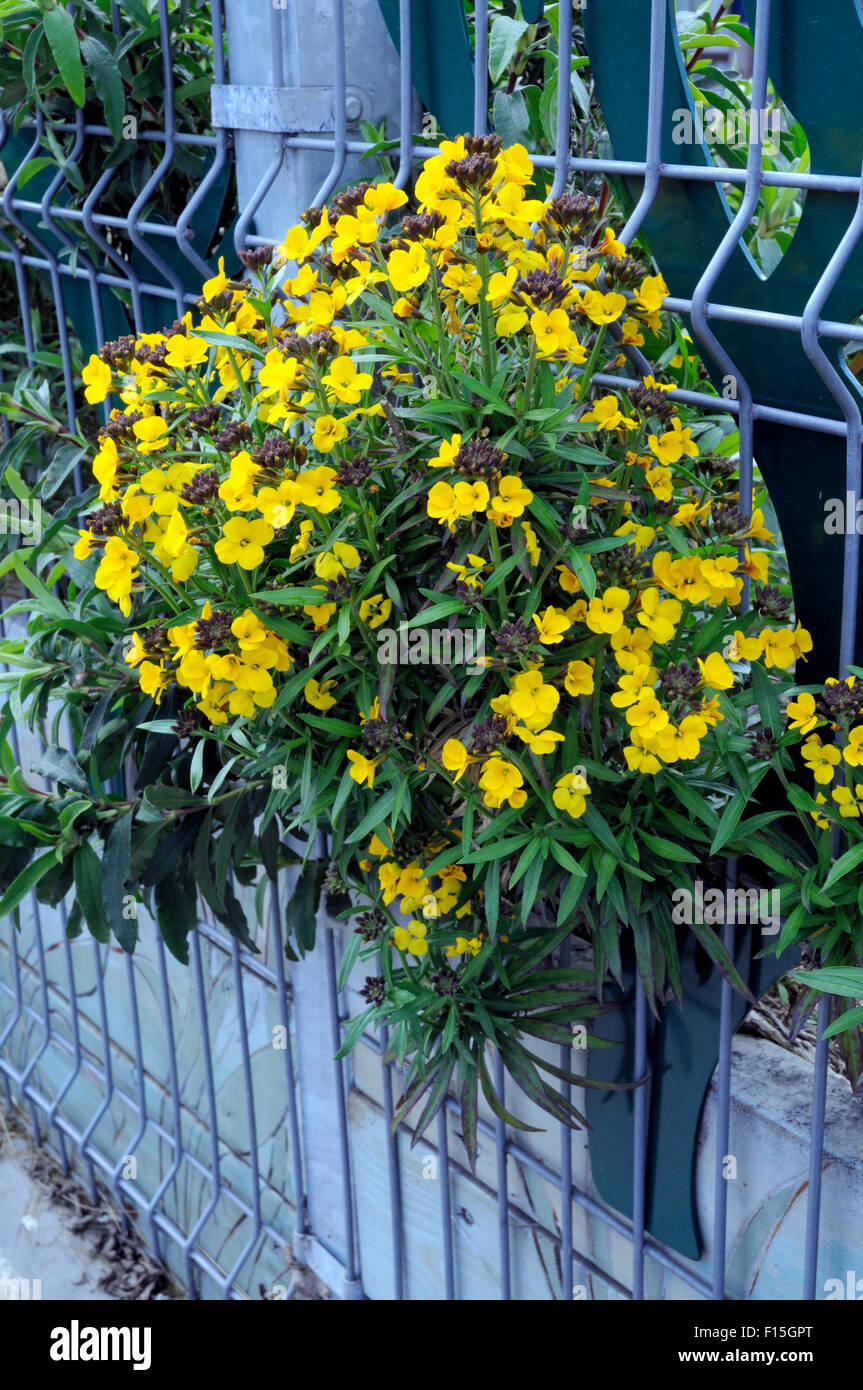 Wegrauke - gelbe Mauerblümchen über Pflaster durch Drahtzaun wächst Stockfoto