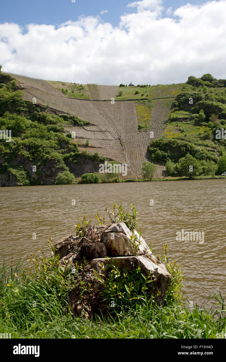 Weinberge am Steilhang der Mosel River Valley Germany Stockfoto