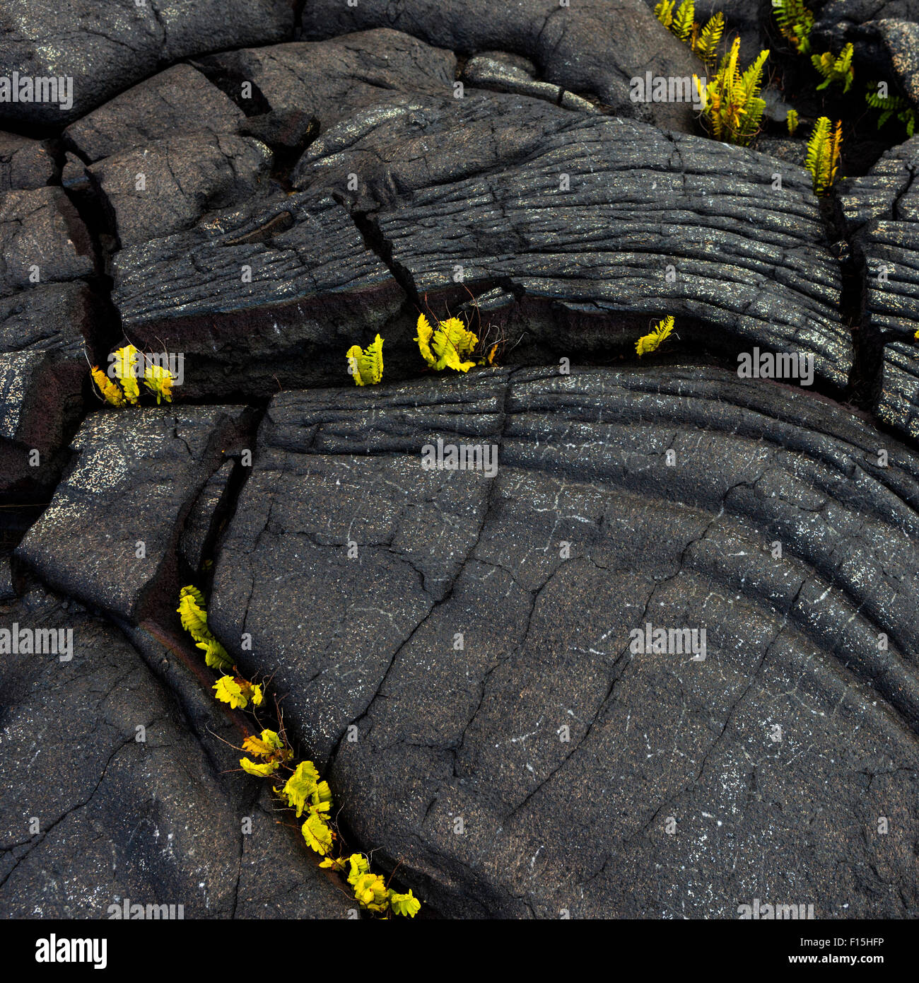 Verwitterte Pahoehoe Seil Lava mit Farnen an Alanui Kahiko in Hawaiʻi-Volcanoes-Nationalpark Stockfoto