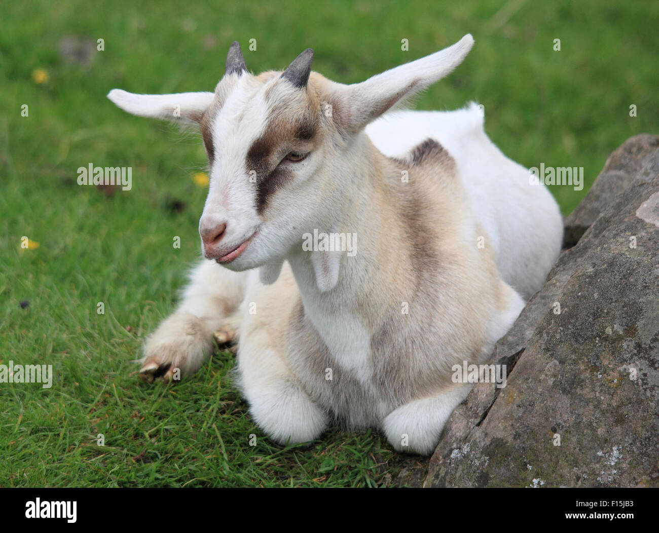 Ein niedliches Baby Ziege Verlegung auf dem Rasen neben einem Felsen Stockfoto