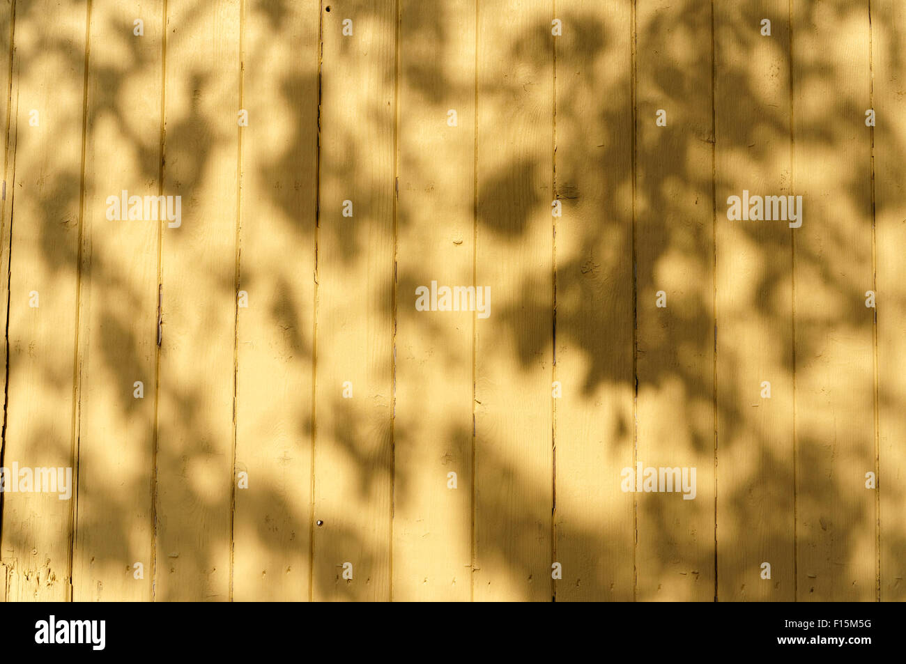 Schatten der Blätter auf eine blass gelbe Holzwand Stockfoto