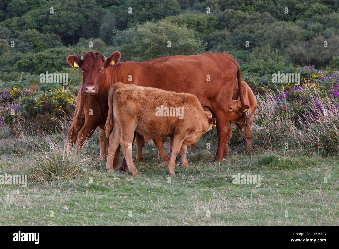 Red Ruby Devon Kuh säugende Kälber, Freilandhaltung auf Quantock Hills, Somerset. Stockfoto