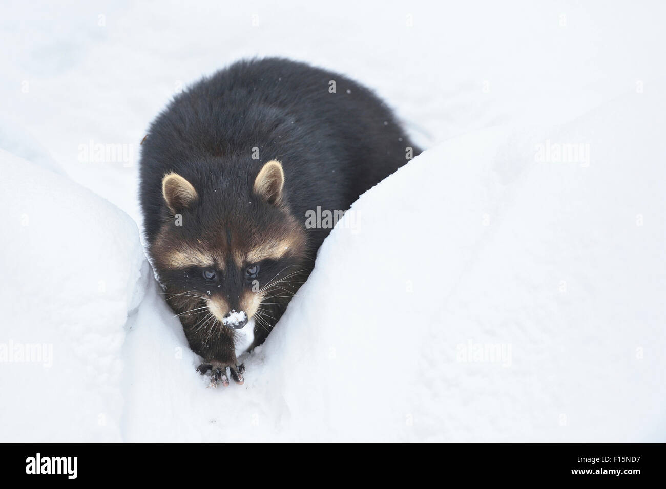 Nahaufnahme eines gemeinsamen Waschbären (Procyon Lotor) im Winter, Bayerischer Wald, Bayern, Deutschland Stockfoto