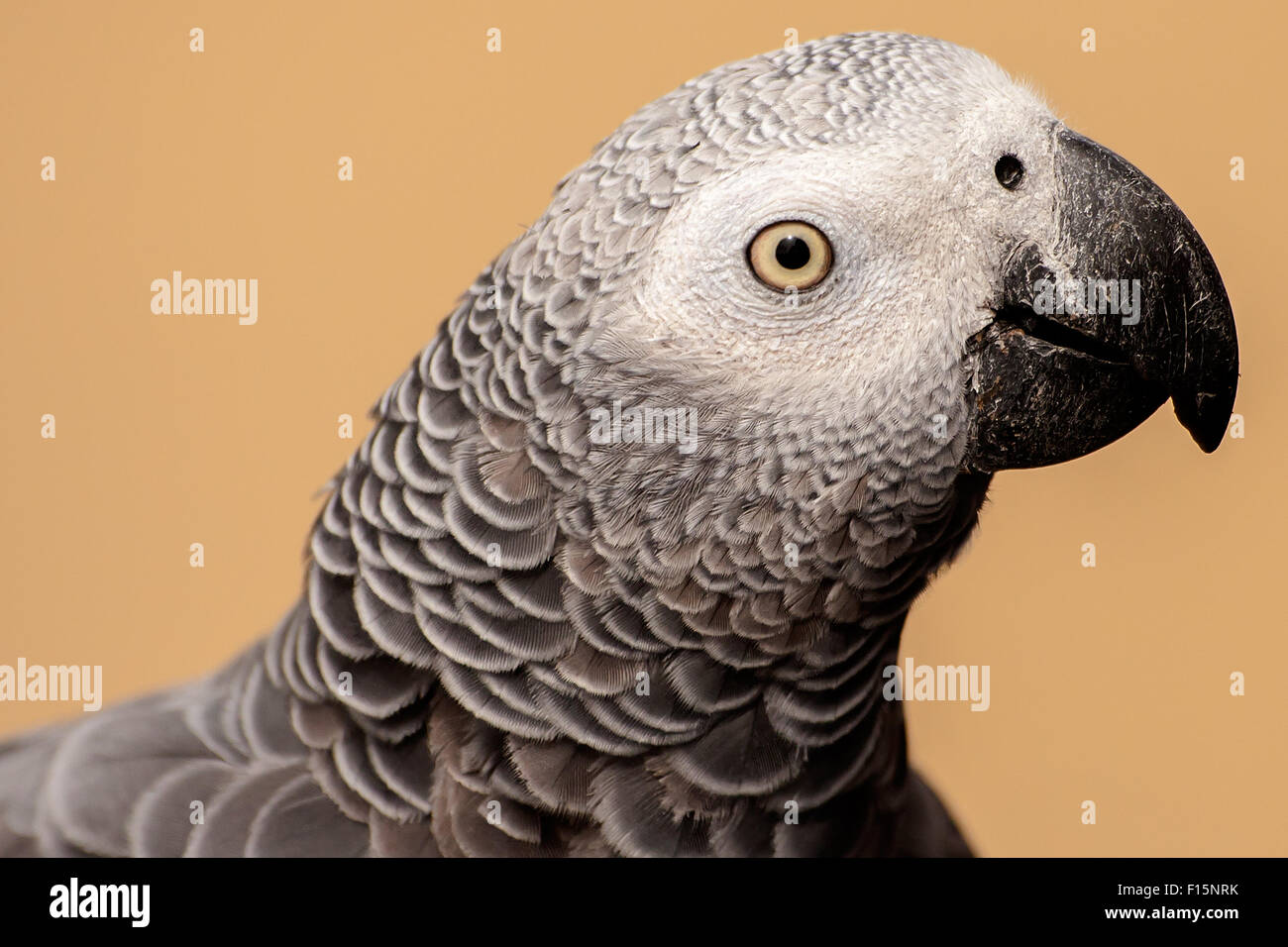 Graupapagei Kopf geschossen Stockfoto