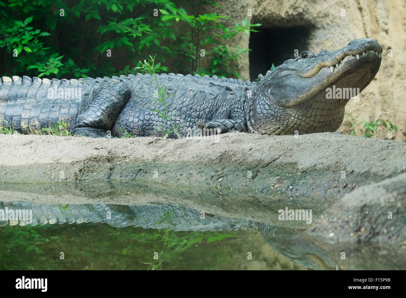 Alligator, Cameron Park Zoo, Waco, Texas, USA Stockfoto