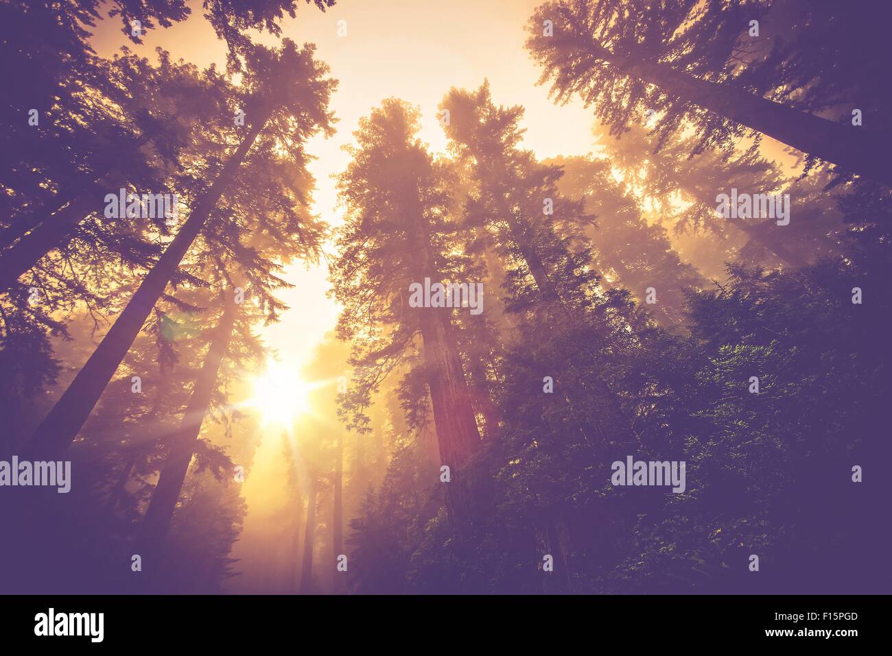 Misty Forest Trail. Magic-Redwood-Wald Landschaft in warmen Vintage Color-Grading. Stockfoto