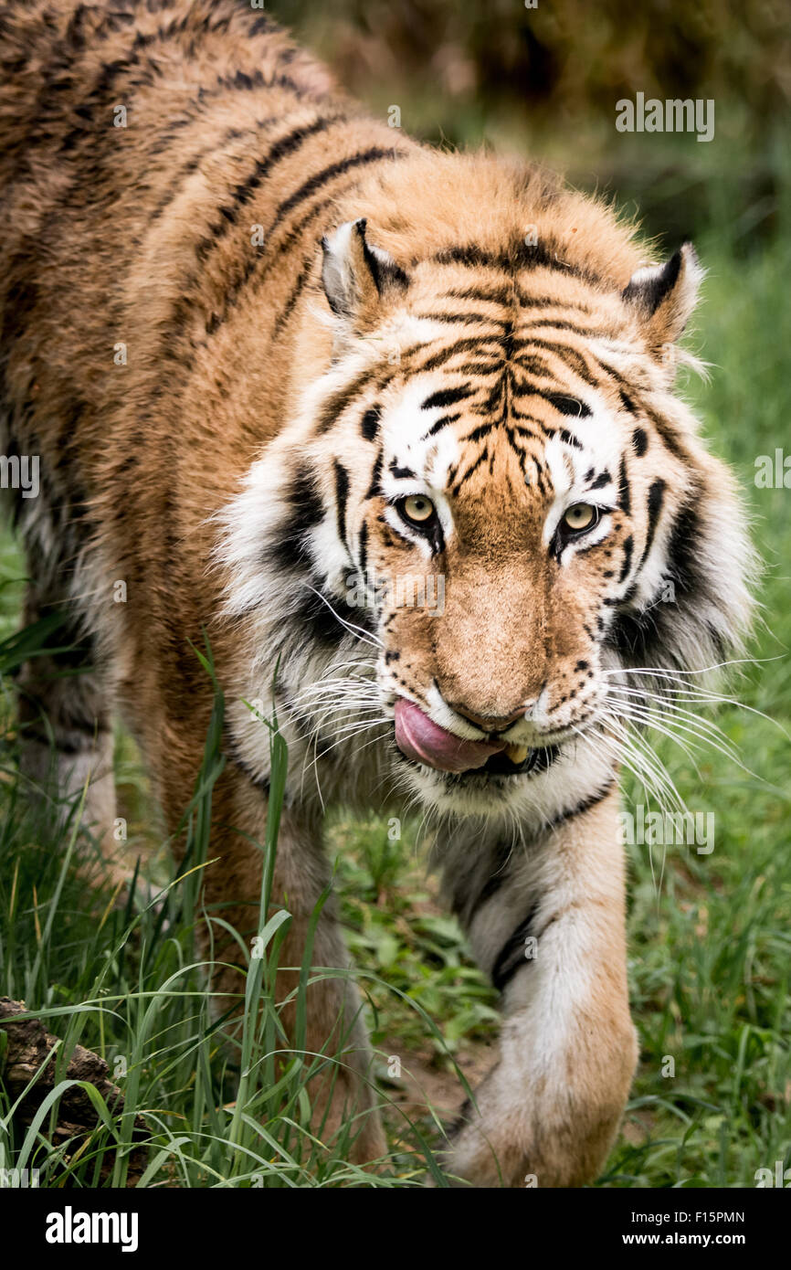 Frontale Portrait eines herumlungernden Amur-Tigers Stockfoto