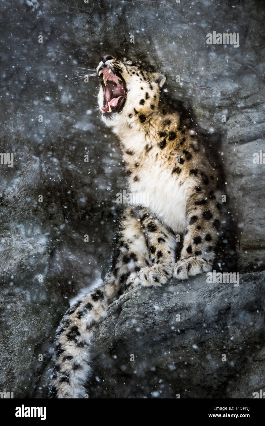 Snow Leopard thront in einer Felsnische während eines Schneesturms Stockfoto