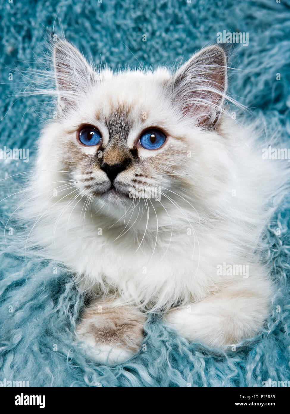 Porträt von flauschigen weißen Ragdoll Kätzchen mit blaue Augen auf Türkis lange Haare piercing strukturiertem Hintergrund Stockfoto