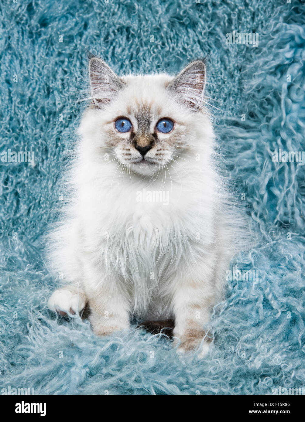 Porträt von flauschigen weißen Ragdoll Kätzchen mit blaue Augen auf Türkis lange Haare piercing strukturiertem Hintergrund Stockfoto