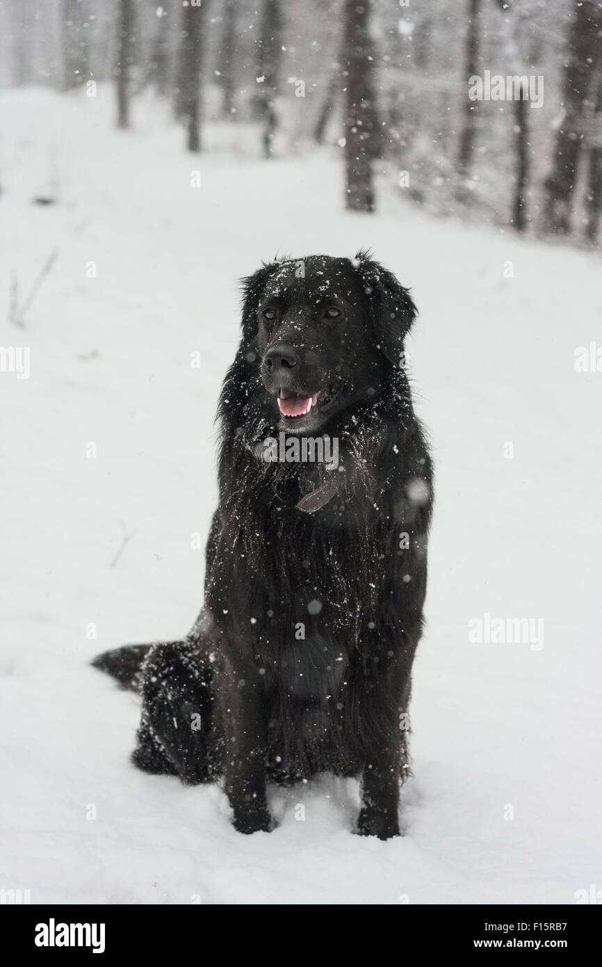 Hovawart Hund im winter Stockfoto