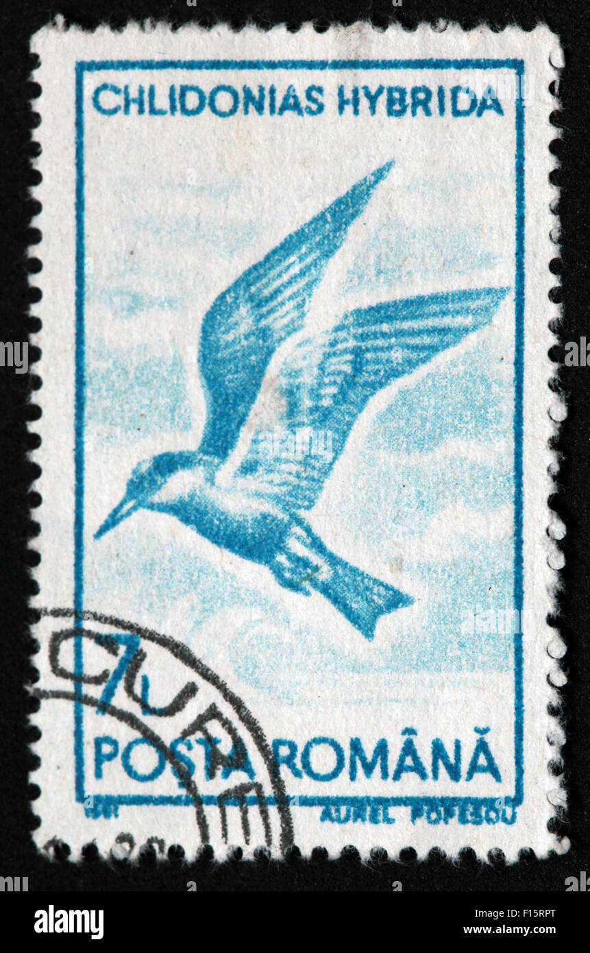 Romana Chlidonias Hybrida 7 Vogel Stempel Stockfoto