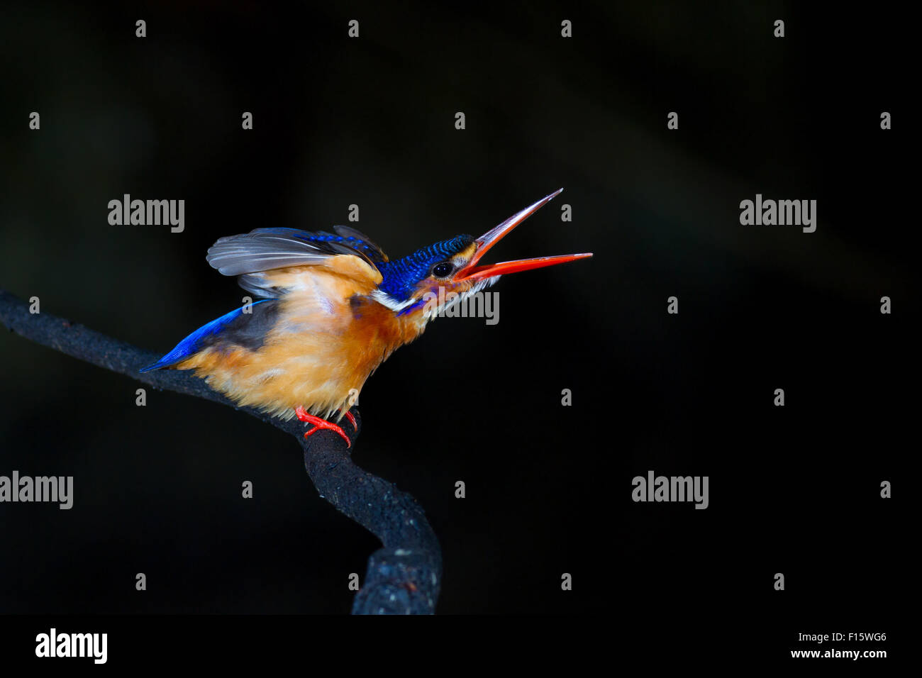 Blau-eared Eisvogel (weiblich) im Dunkeln. Stockfoto