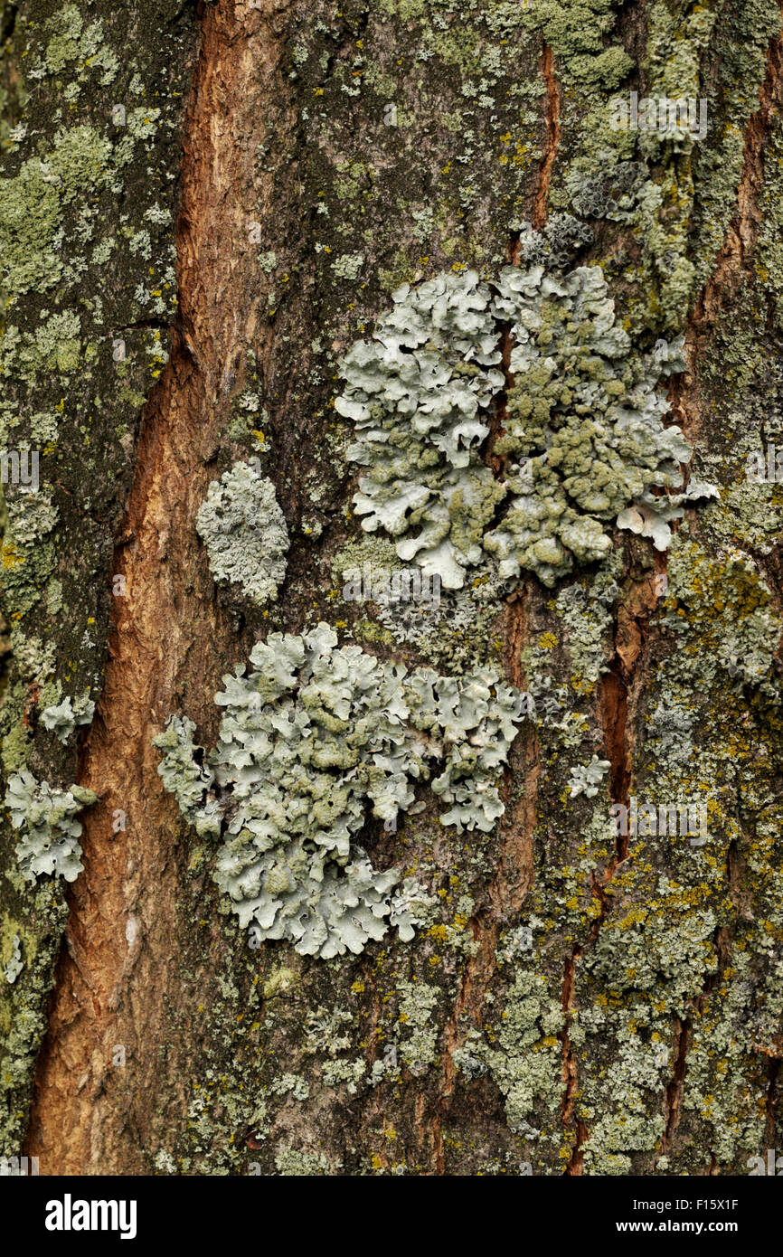 Flechten und Moos auf einer Box Elder Baum in Michigan, USA. Stockfoto