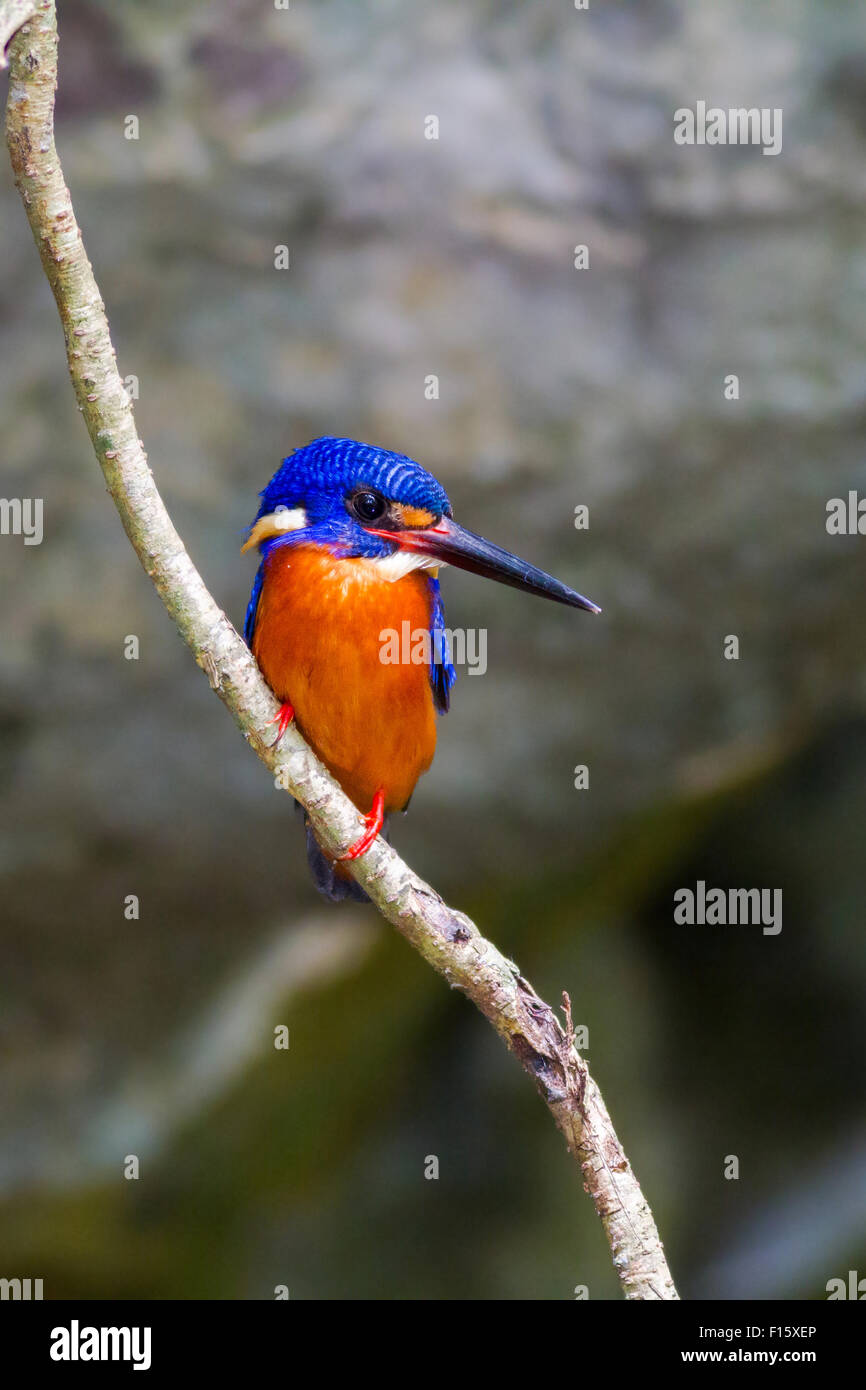 Blau-eared Eisvogel (männlich) am Zweig. Stockfoto