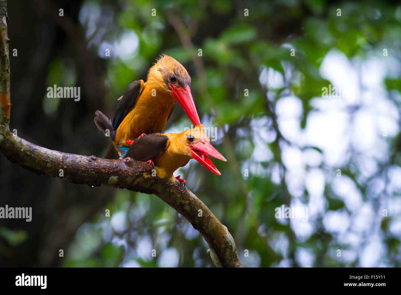 Storch-billed Kingfisher und Brown-winged Kingfisher Paarung im Mangrovenwald. Dies ist ein seltenes Bild von Cross-Arten hybridizat Stockfoto