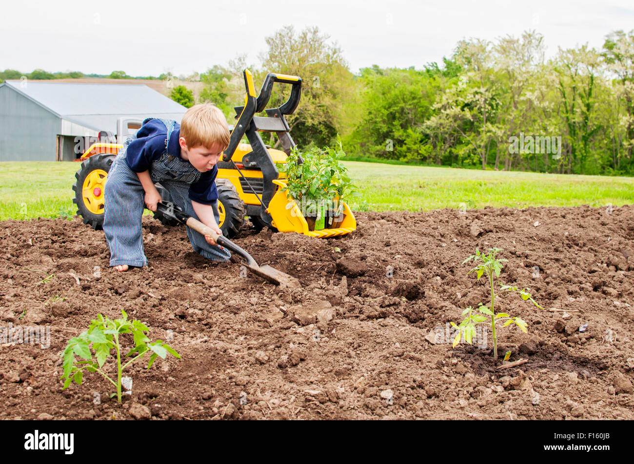 Junge Pflanzen Tomaten-Spielzeug-Traktor Stockfoto