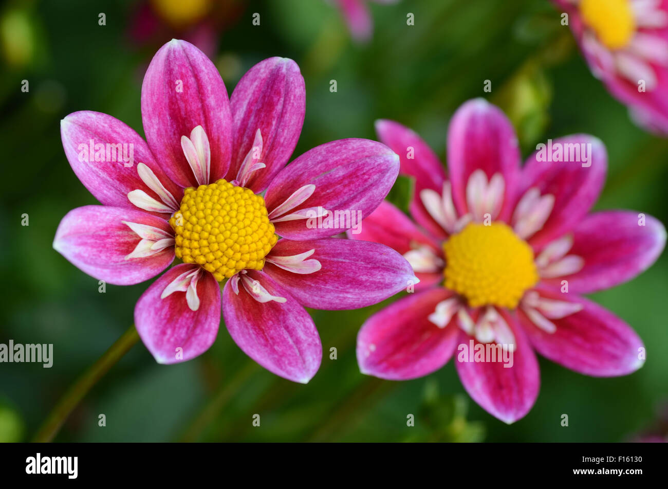 Schöne rosa Collarette Dahlien mit einem grünen Hintergrund. Stockfoto