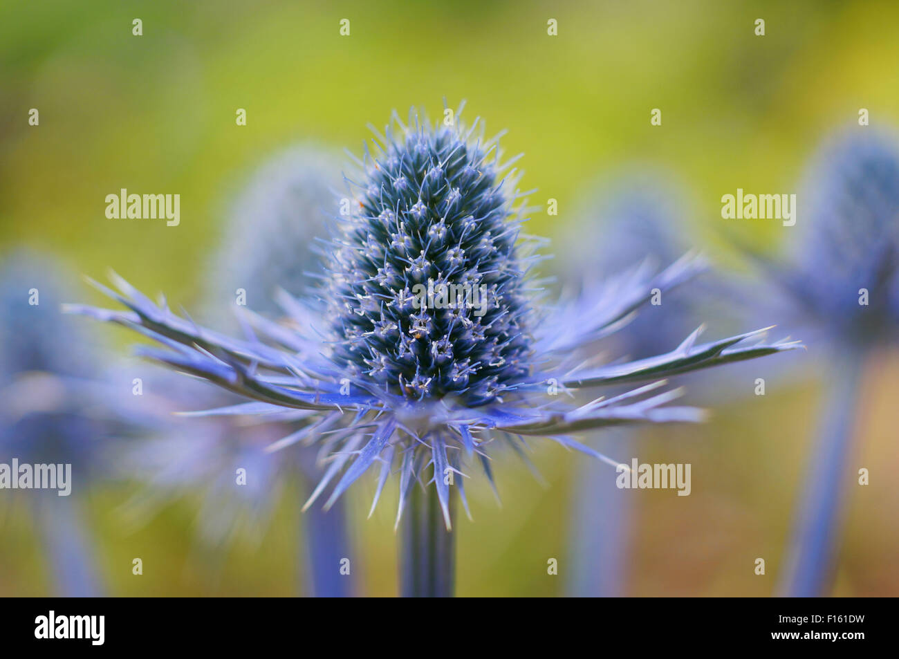 Eryngium 'Big Blue' Blume mit einem grünen Hintergrund. Stockfoto