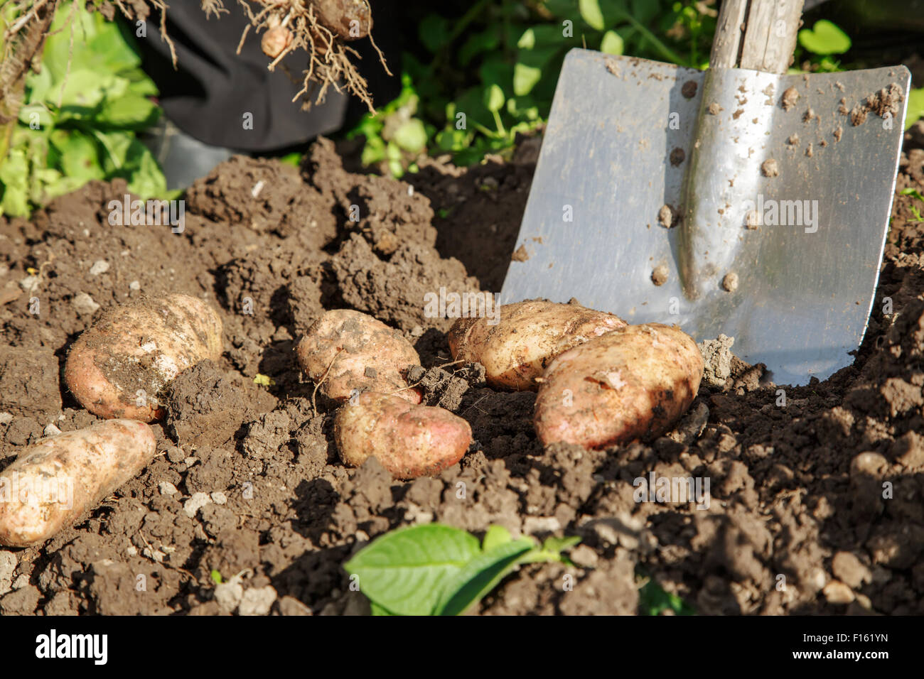 Frische Kartoffeln ausgraben, mit Schaufel im freien Stockfoto