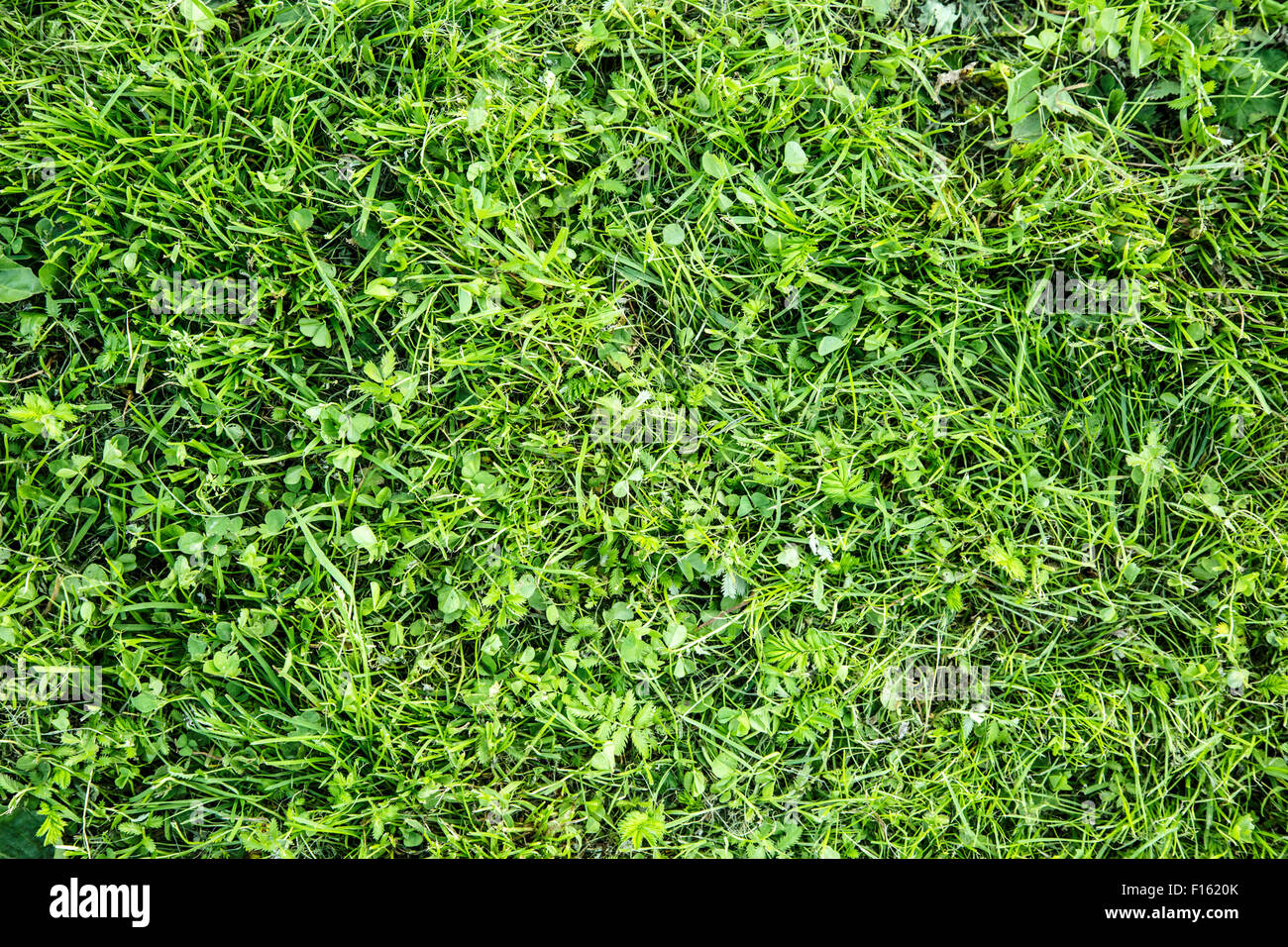 Grüne Unkraut Rasen Hintergrund im Sommertag Stockfoto