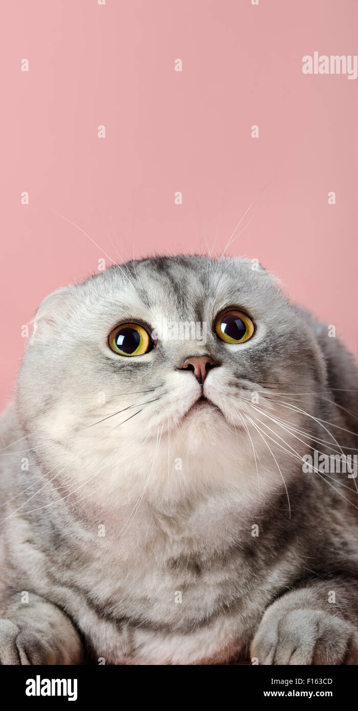 Flauschige Grau Schöne Erwachsene Katze Nachschlagen