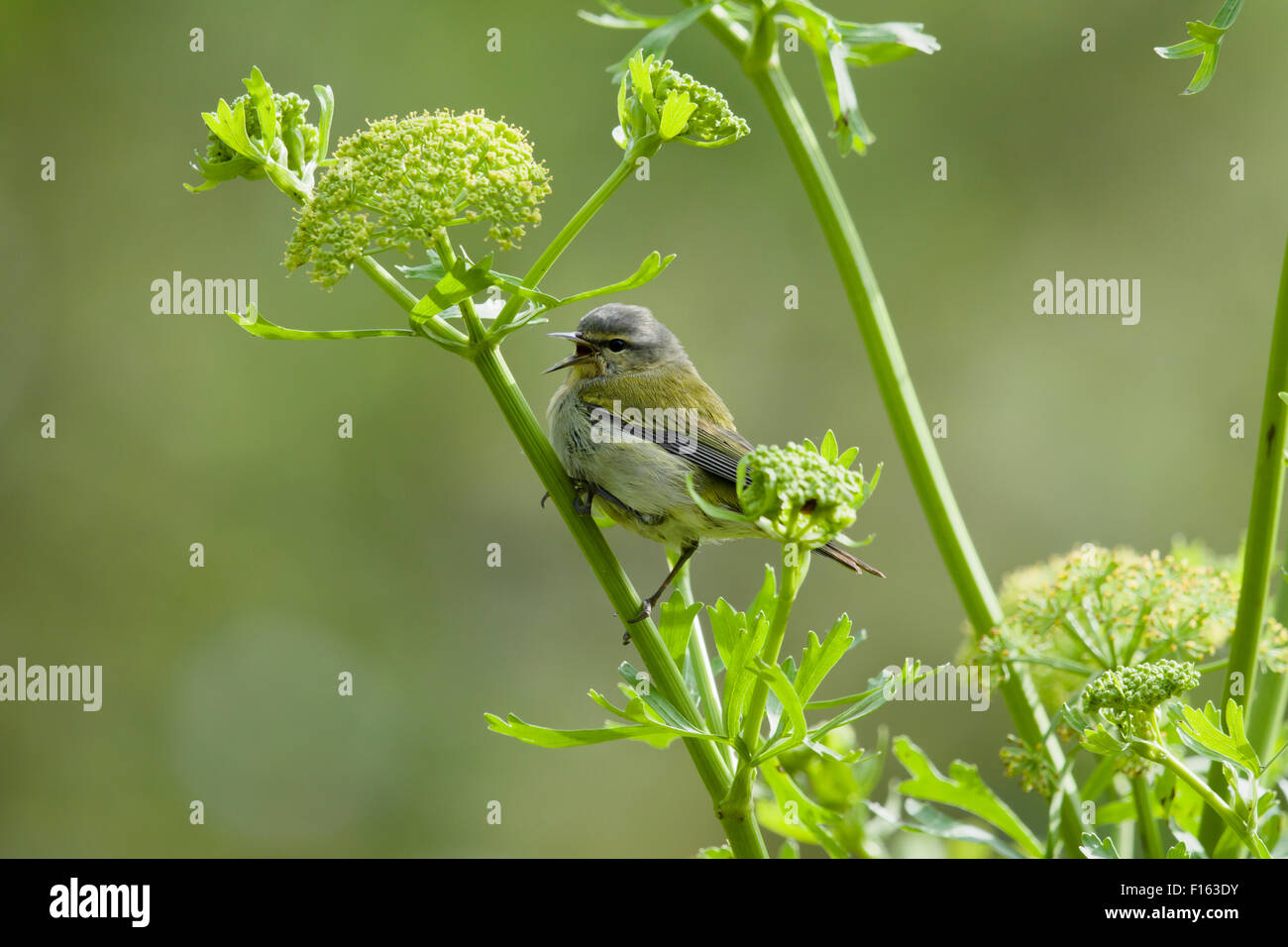 Tennessee Warbler - singen Leiothlypis Peregrina Golfküste von Texas, USA BI027738 Stockfoto