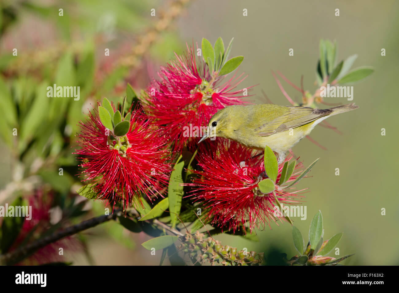 Orange-gekrönter Laubsänger - Bottlebrush Blüte Vermivora Celata Golfküste von Texas, USA BI027765 Stockfoto