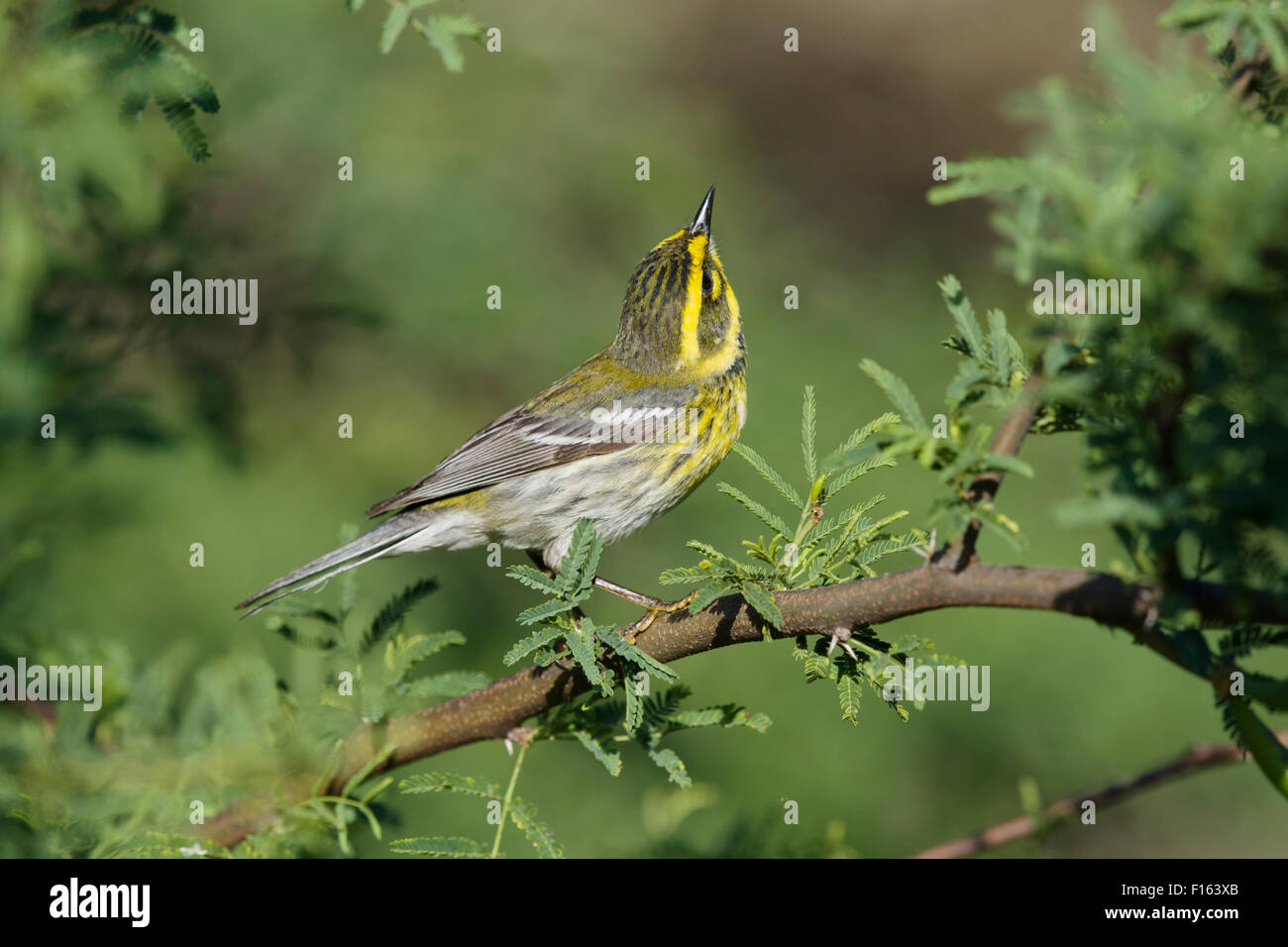 Townsends Warbler - auf Migration Setophaga Townsendi Golf Küste von Texas, USA BI027776 Stockfoto