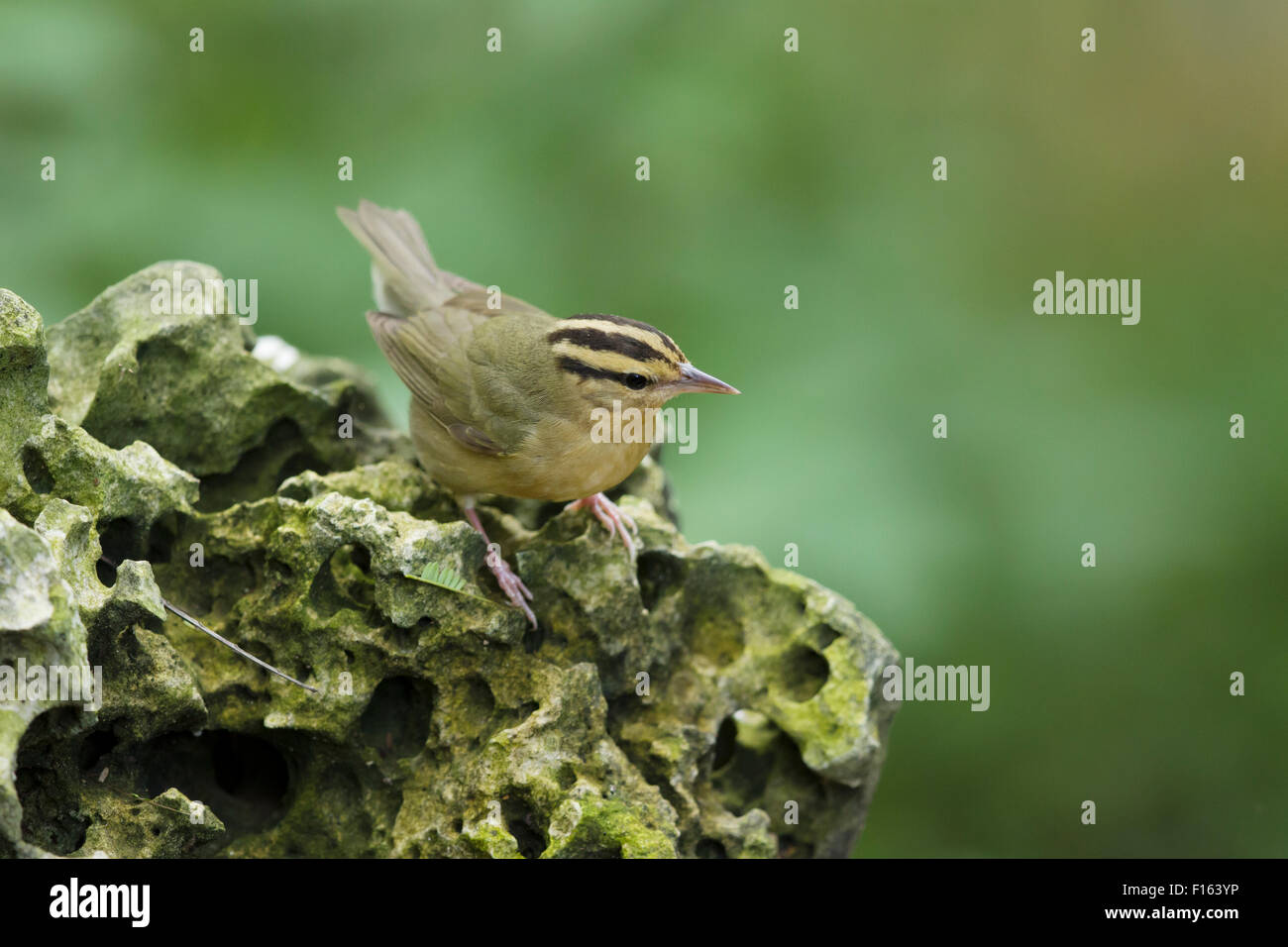 Wurm-Essen Warbler - Migration Helmitheros Vermivorum Golfküste von Texas, USA BI027808 Stockfoto