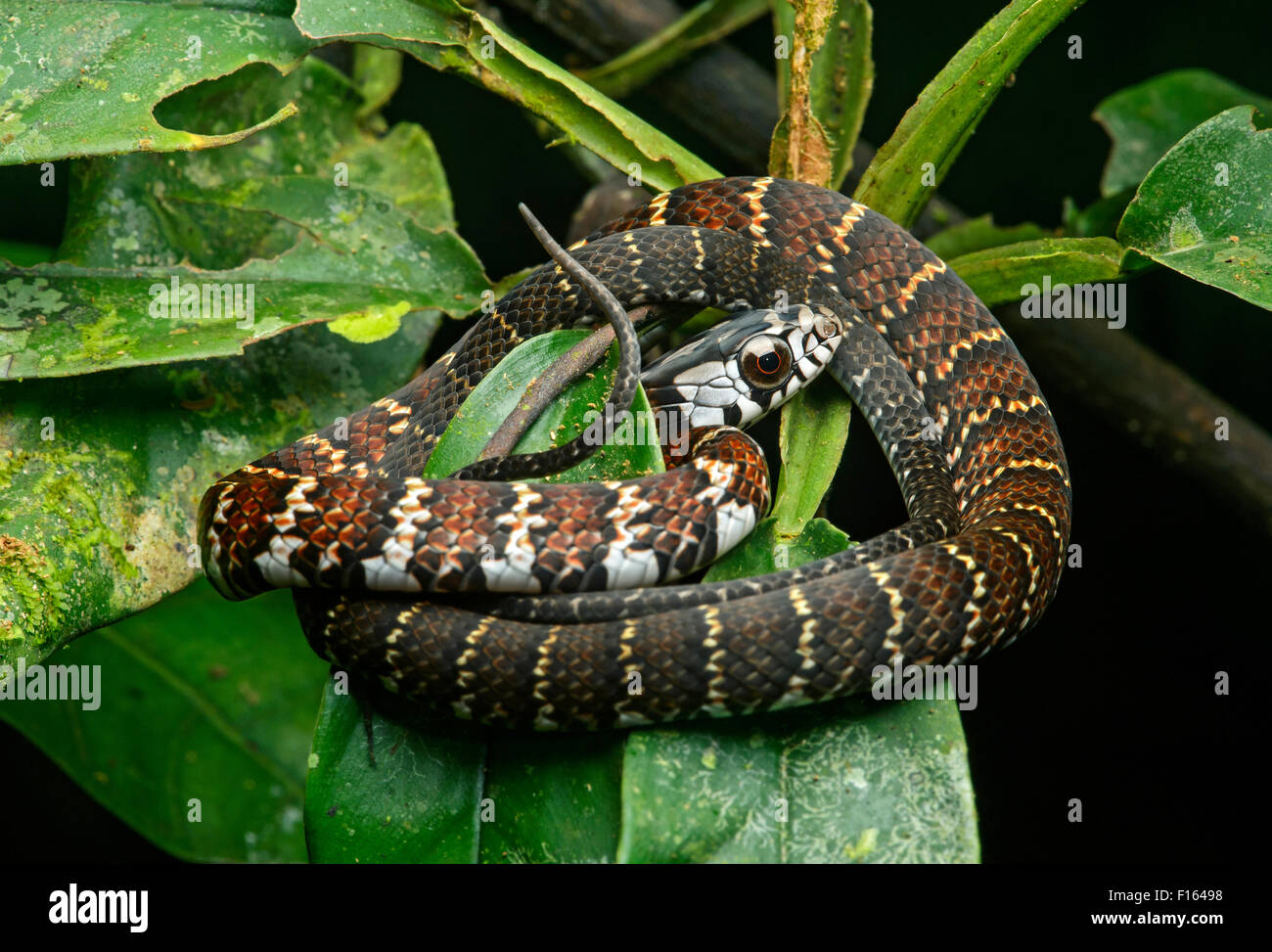 Tawny Wald Racer (Dendrophidion Dendrophis), (Colubridae Familie), Amazonas-Regenwald, Yasuni-Nationalpark in Ecuador Stockfoto