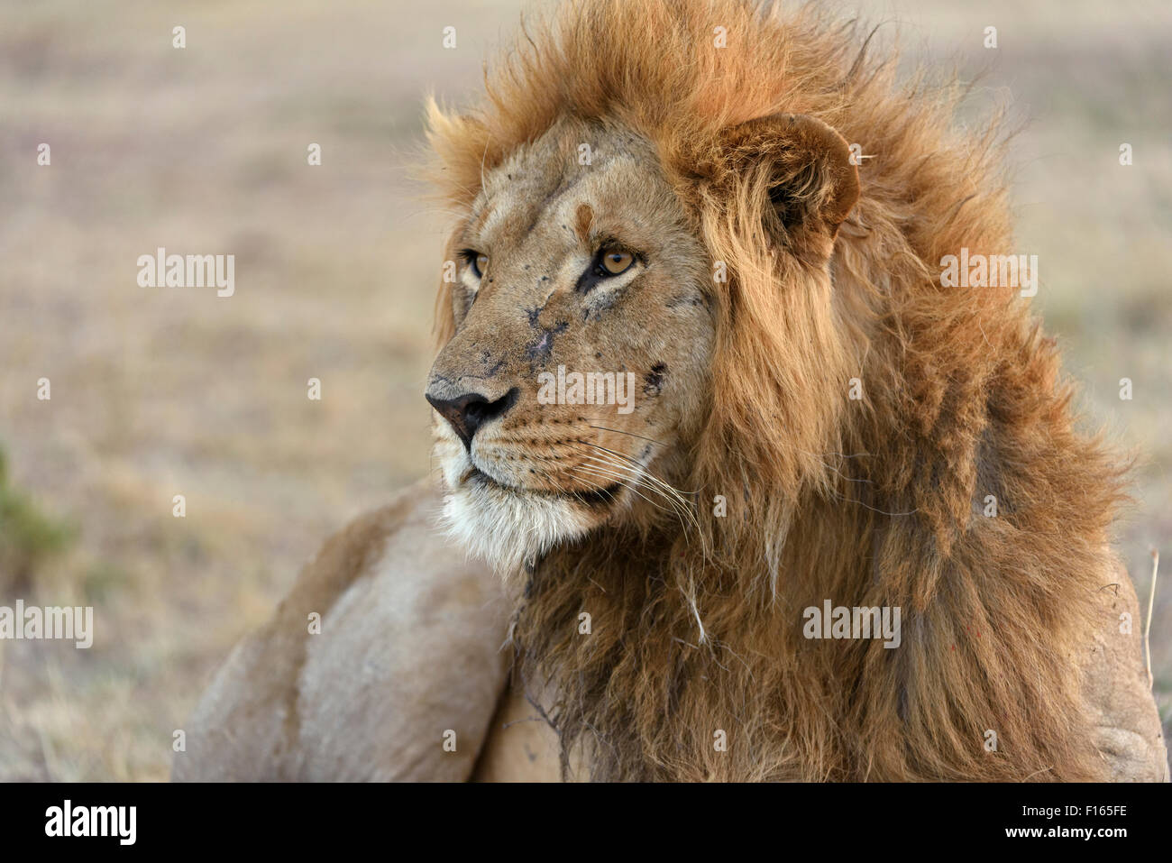 Männlicher Löwe (Panthera Leo), Masai Mara National Reserve, Narok County, Kenia Stockfoto